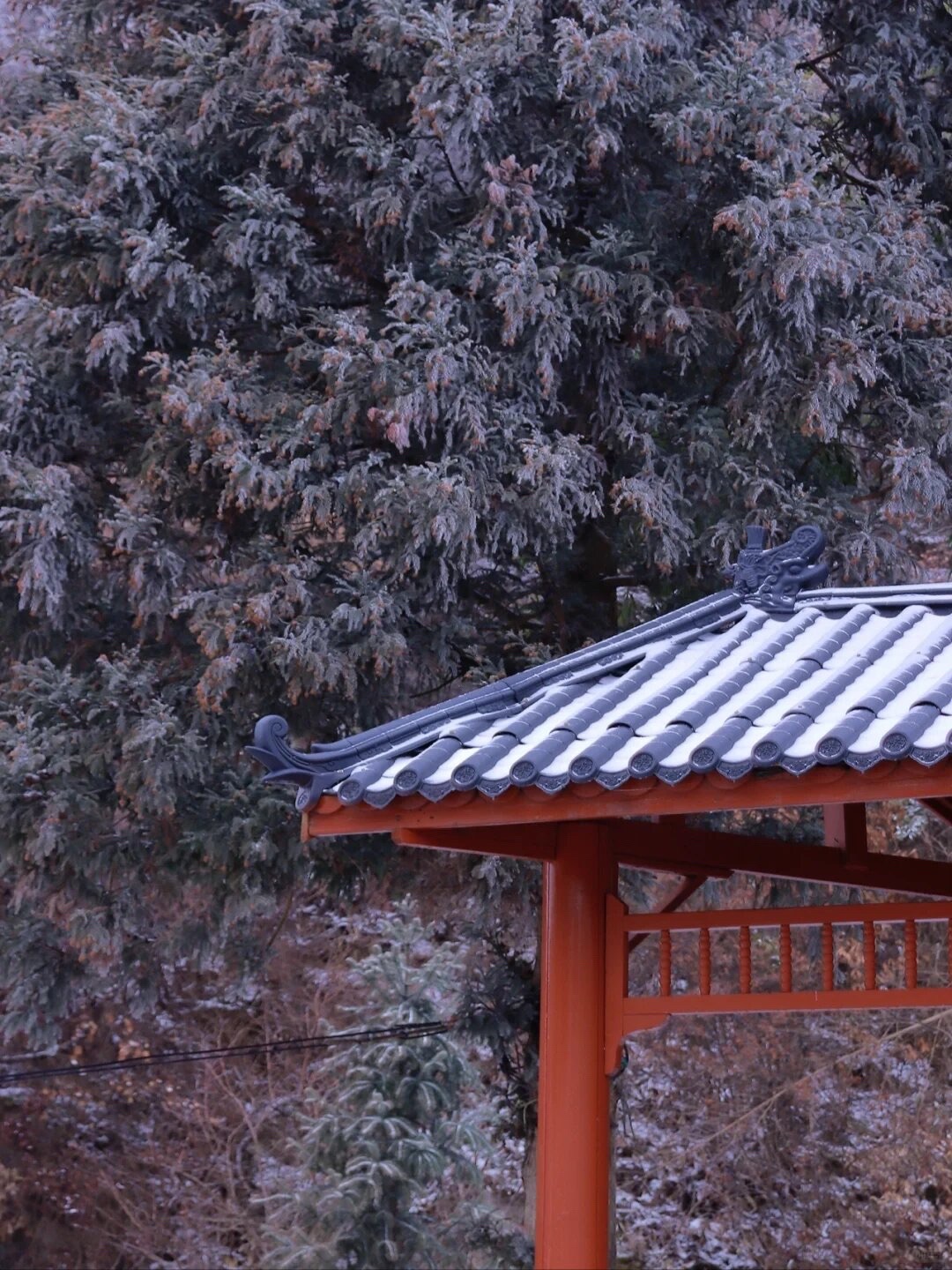 阳明山国家森林公园旅行图片