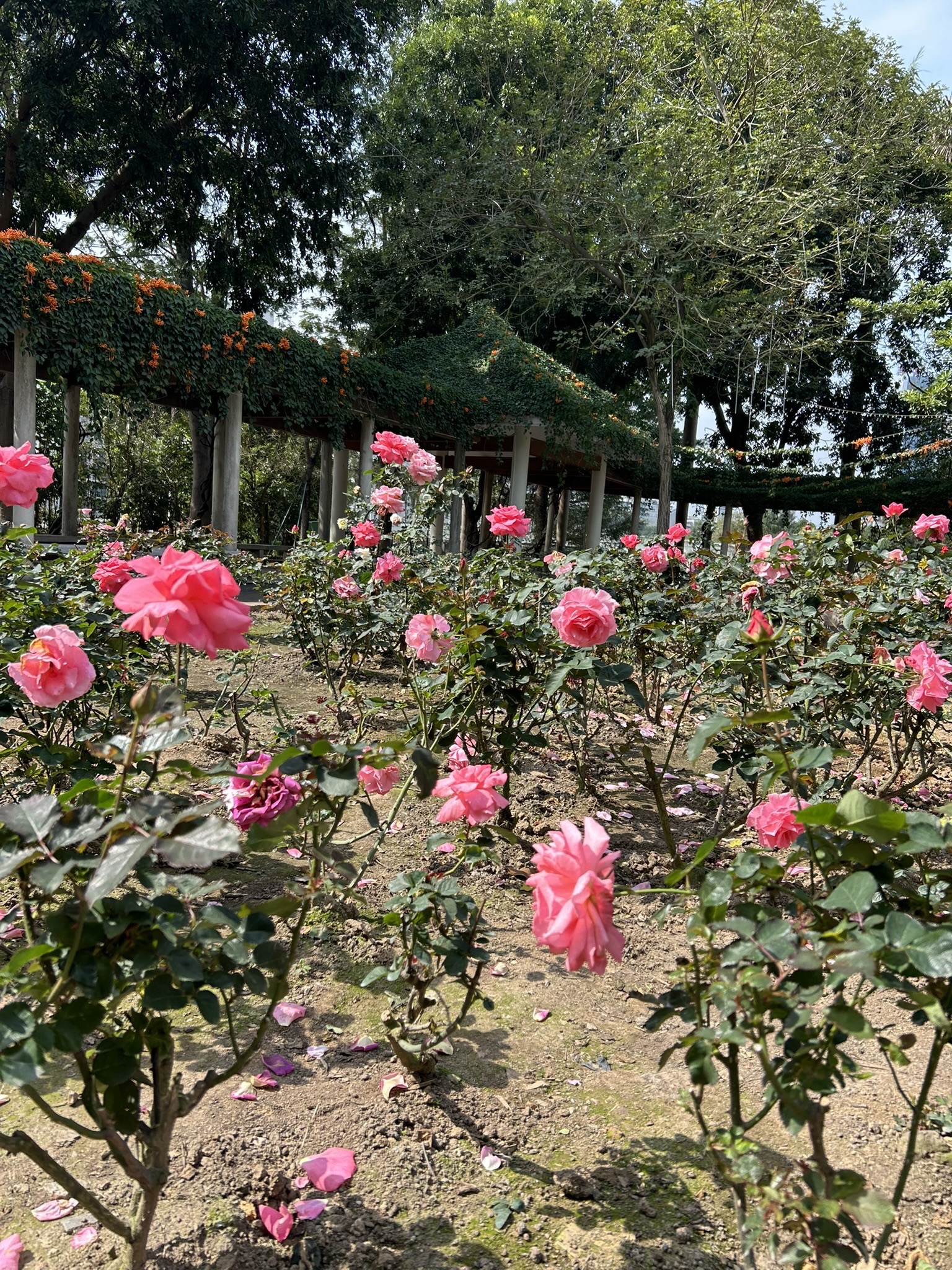 江门市城市风景