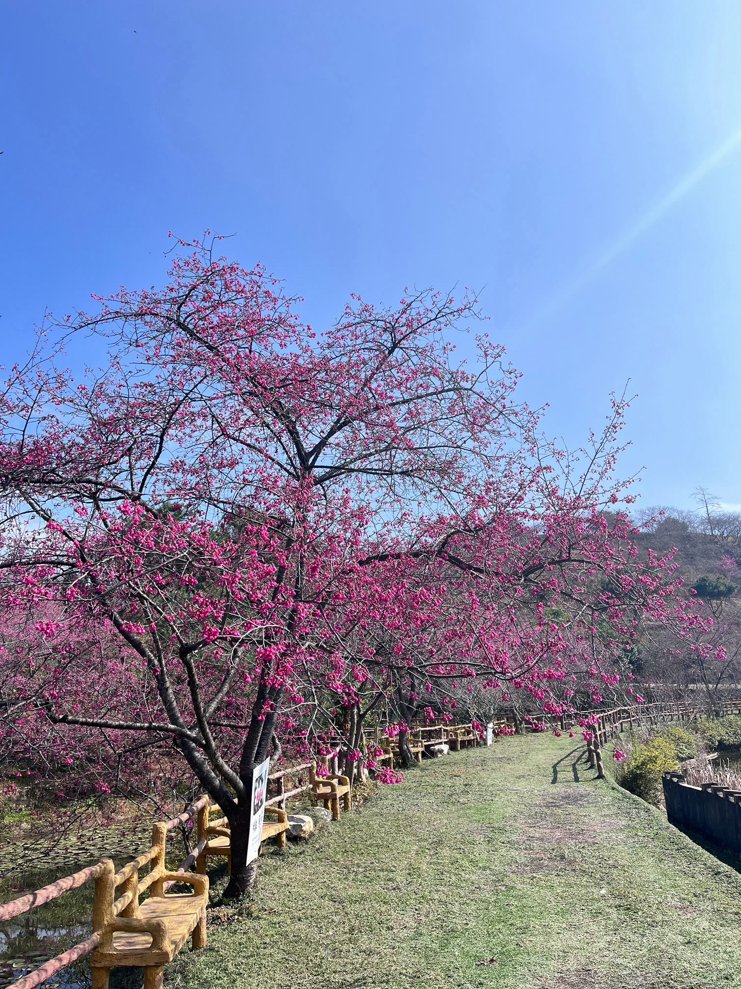 新丰樱花峪