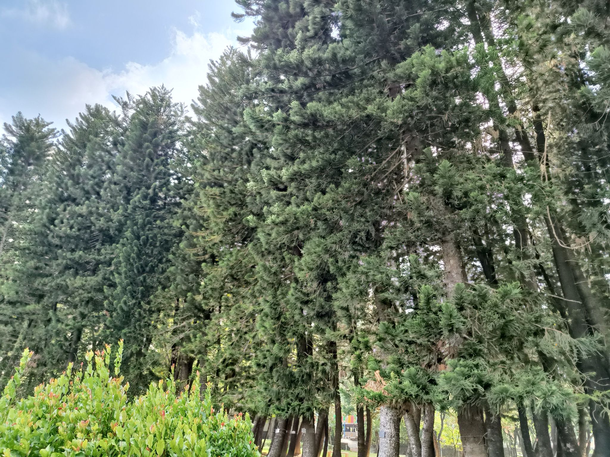 飞鹅岭森林公园
