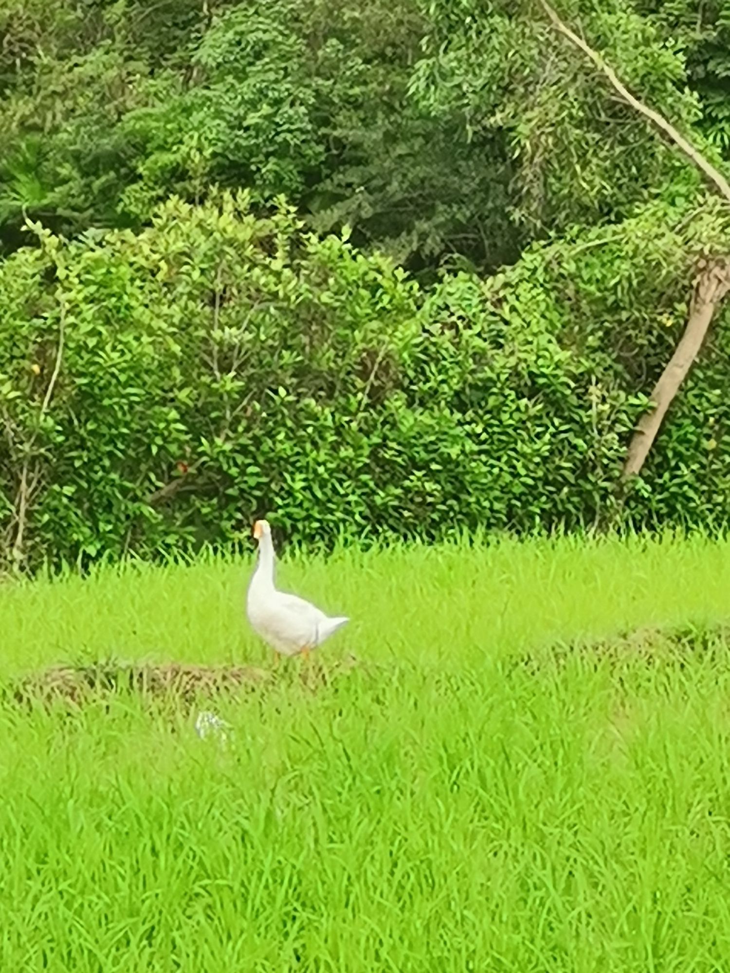 九龙潭