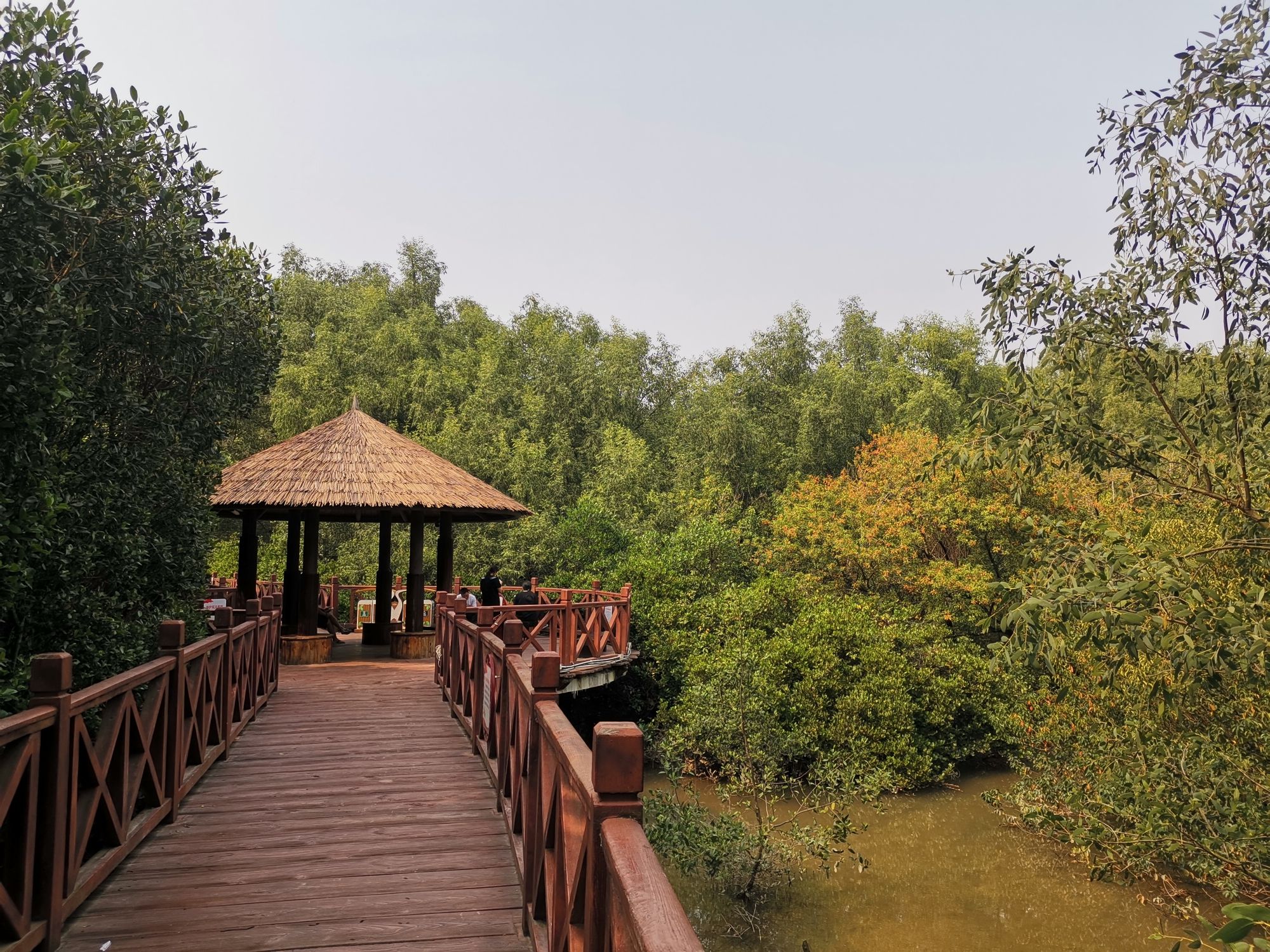 大亚湾红树林城市湿地公园