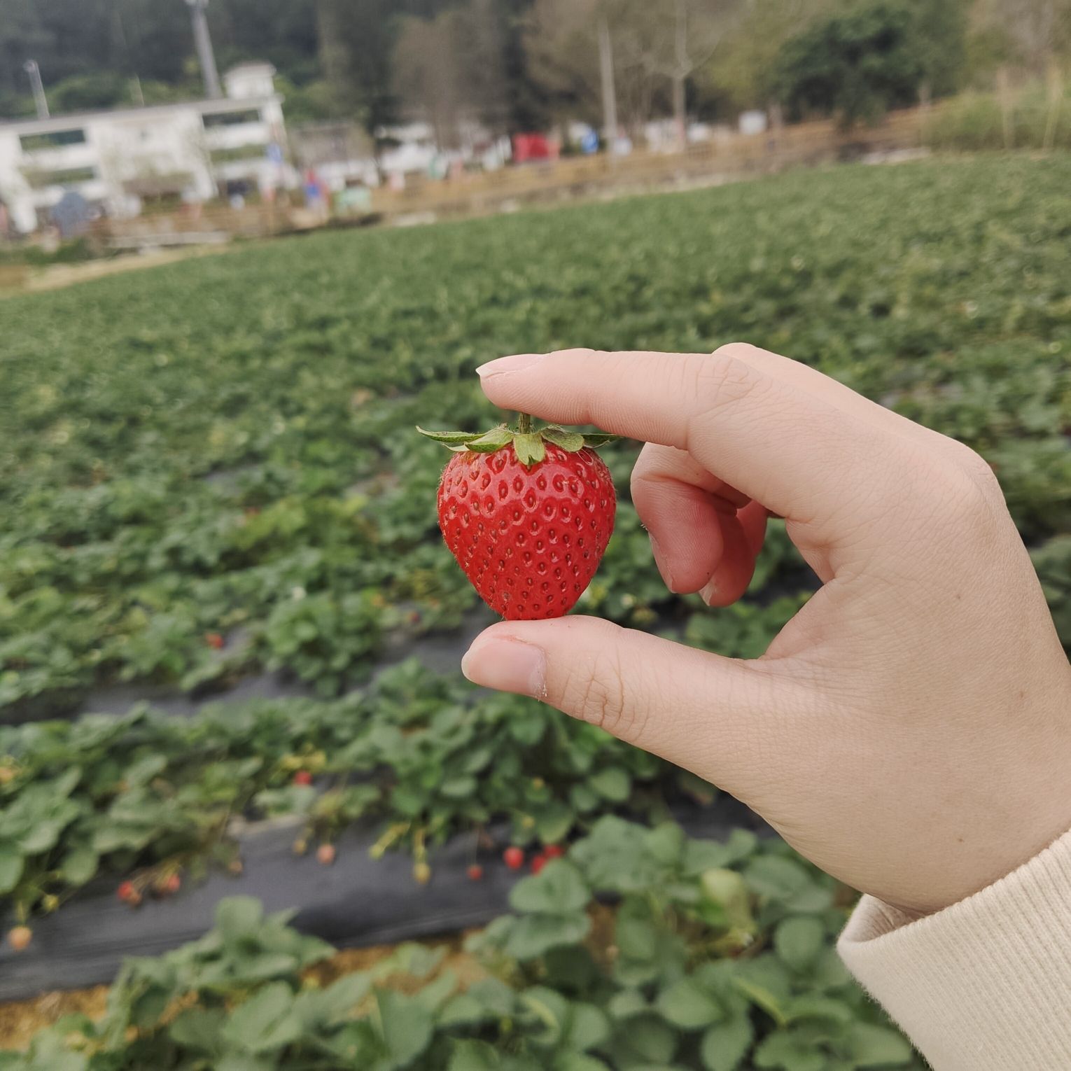古树公园旅行图片