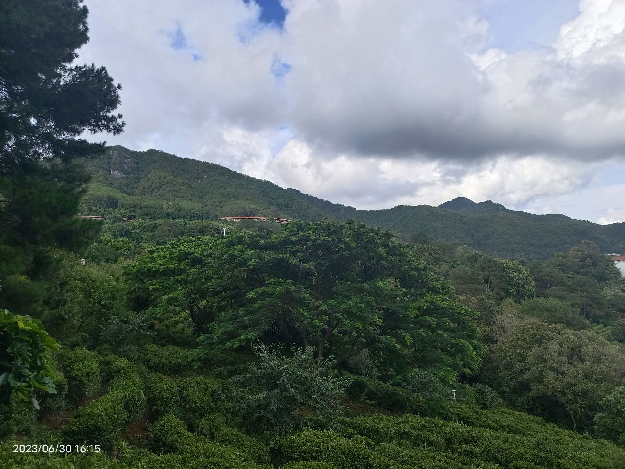 梅州雁南飞茶田景区