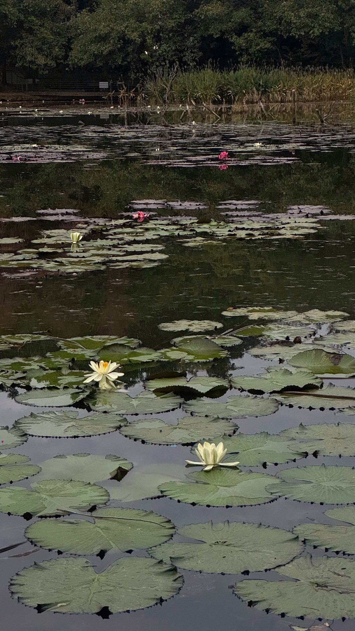莲花山公园旅行图片