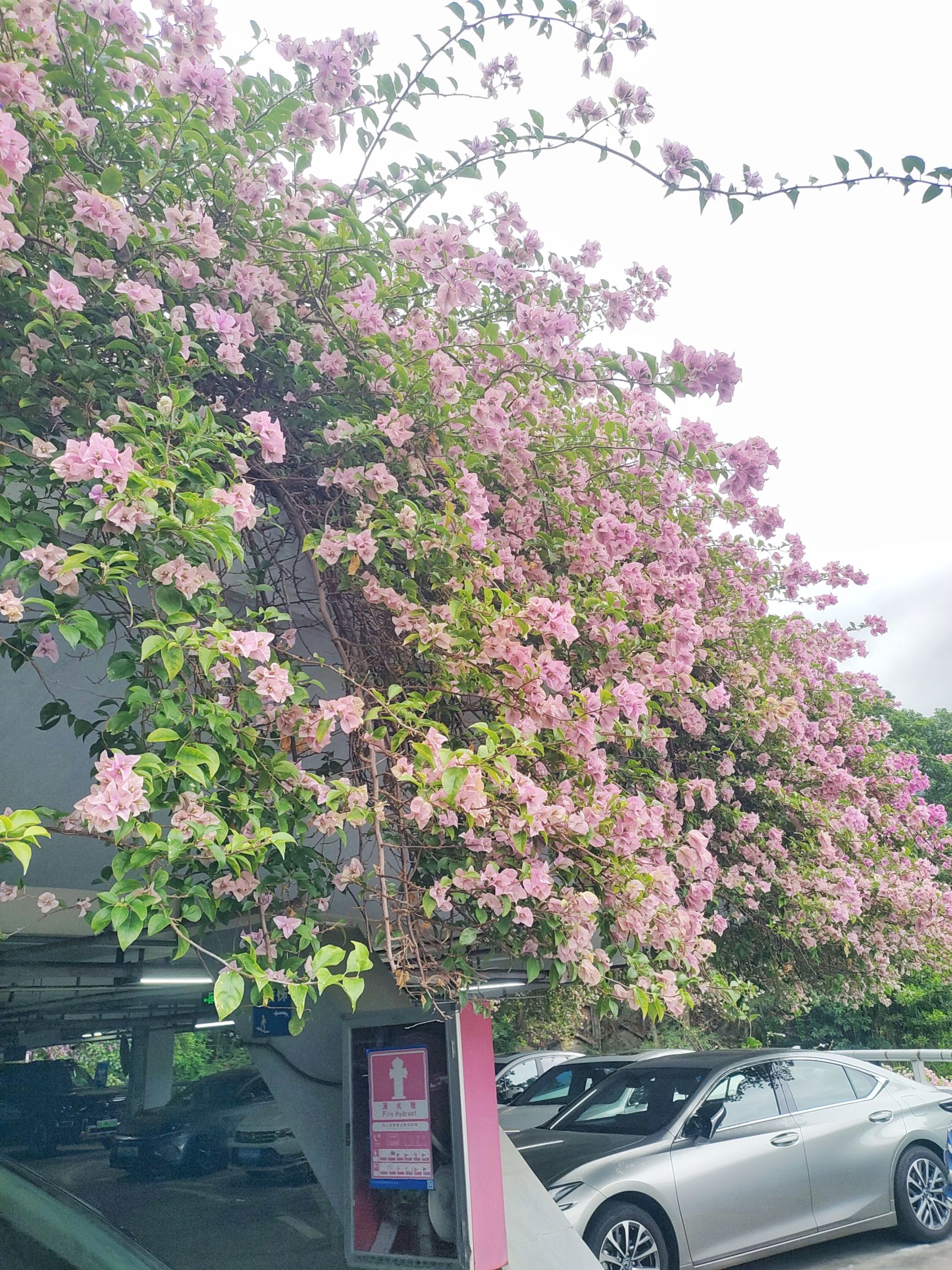 莲花山公园旅行图片