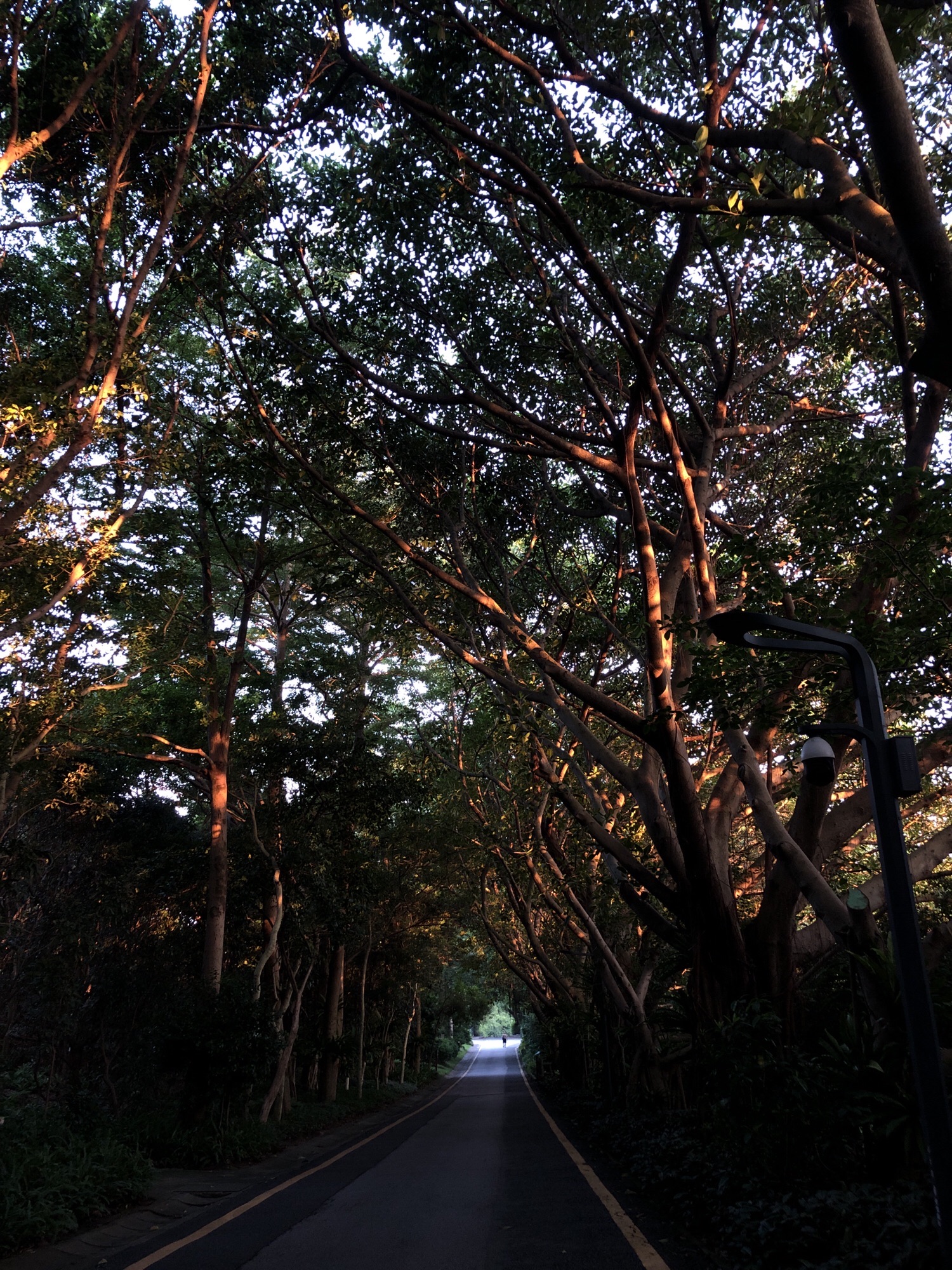 莲花山公园旅行图片
