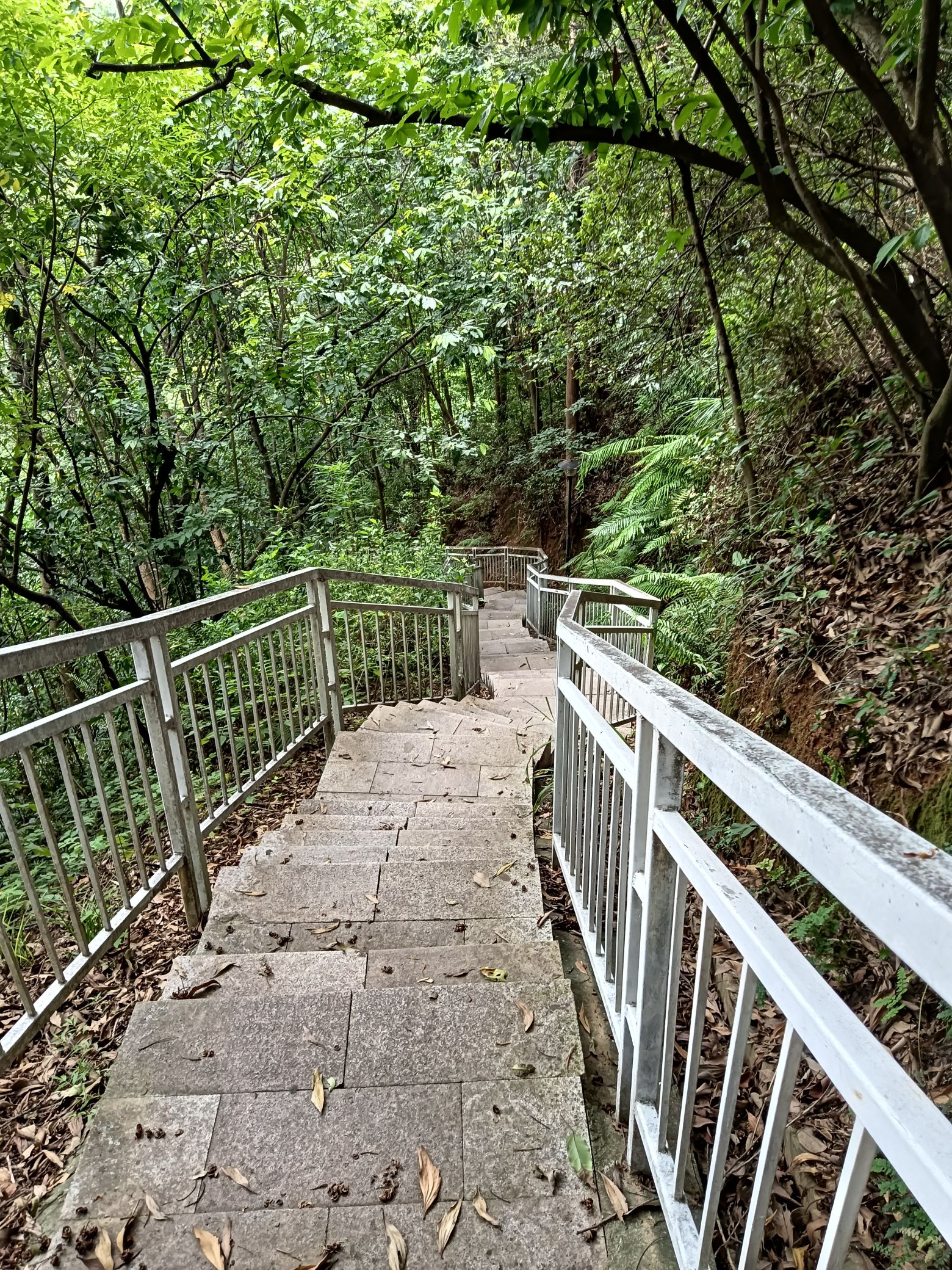 石芽岭公园旅行图片