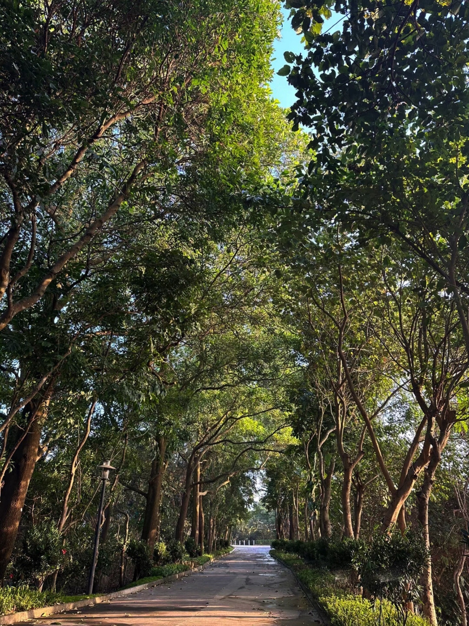 小南山公园旅行图片