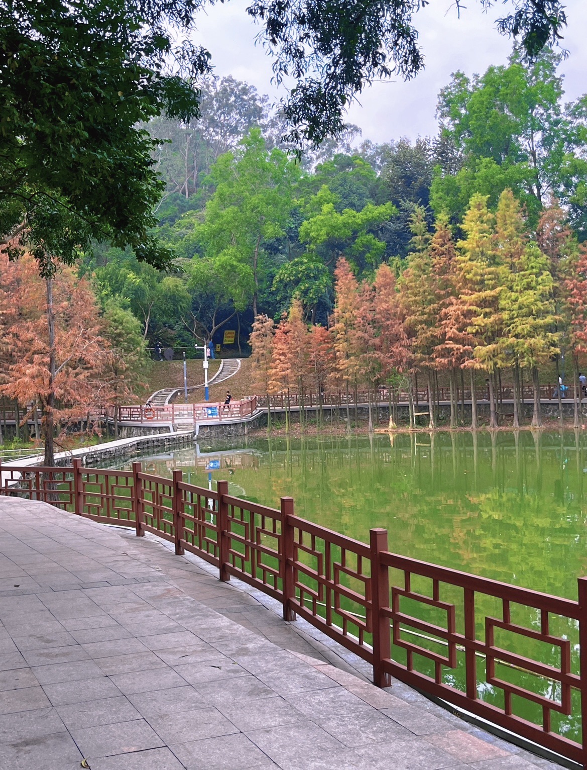 霞山公园旅行图片
