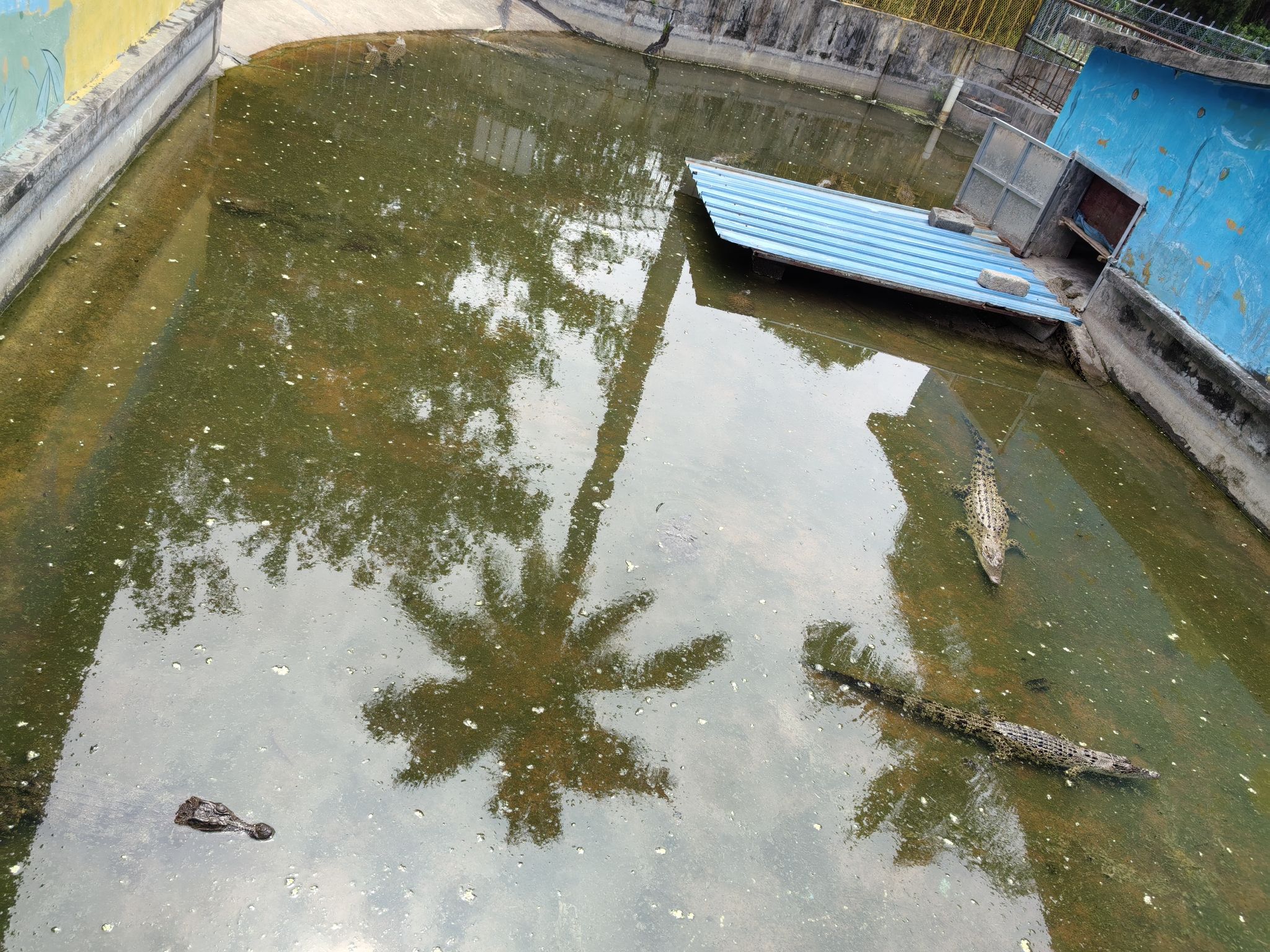 鳄鱼岛