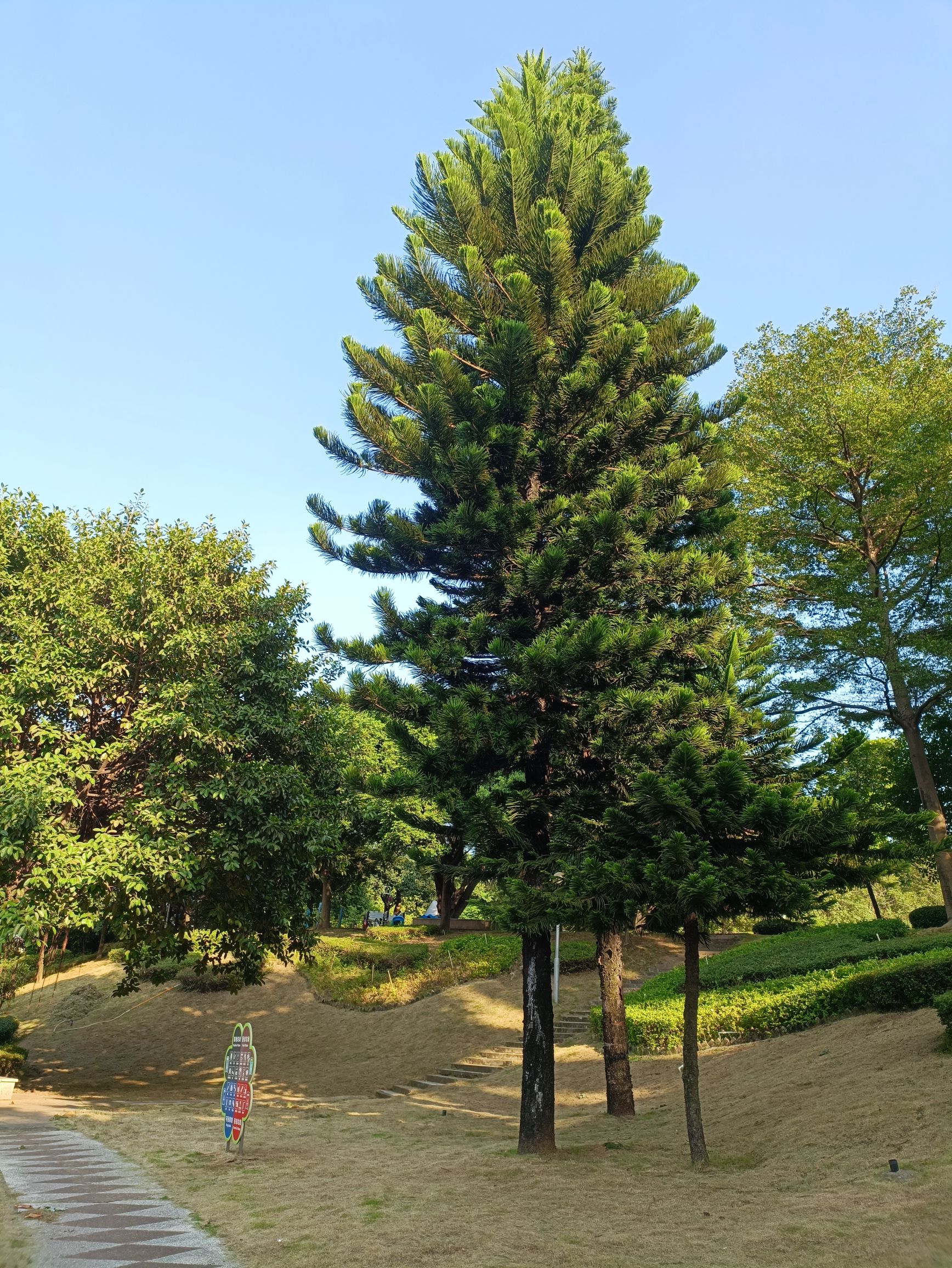 小雾岗公园旅行图片