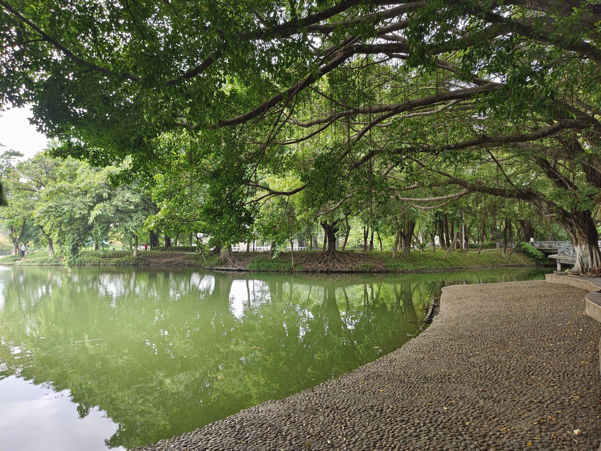 北滘公园旅行图片
