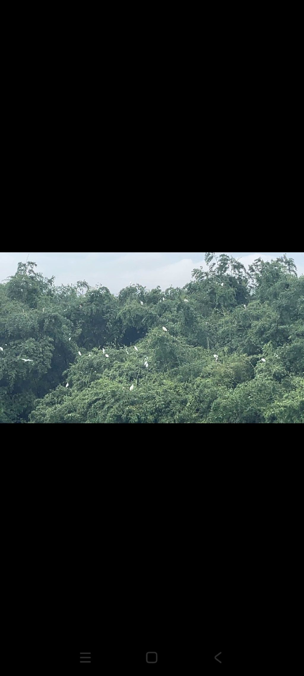 璜矶鹭鸟天堂旅行图片