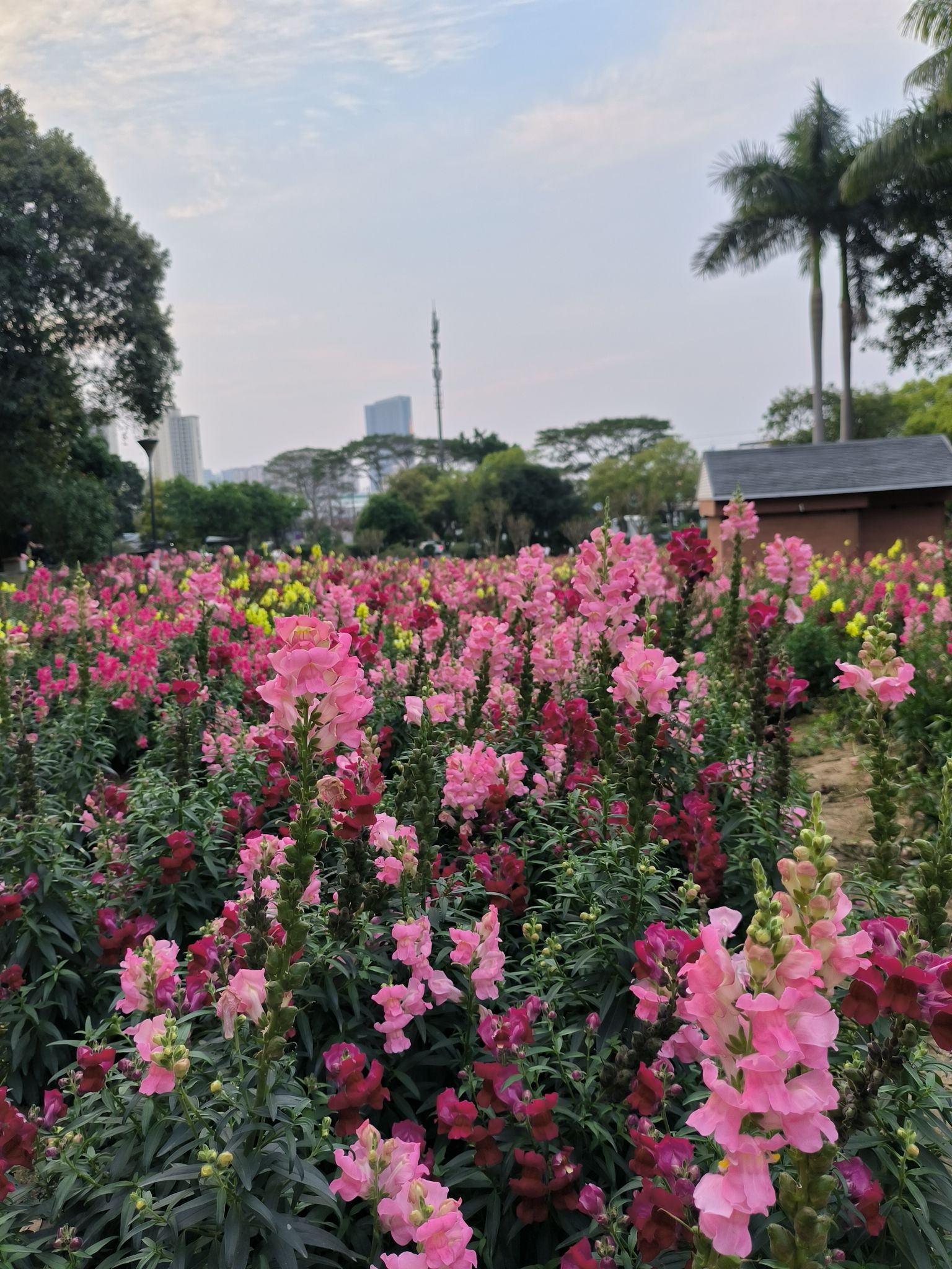 三山森林公园旅行图片