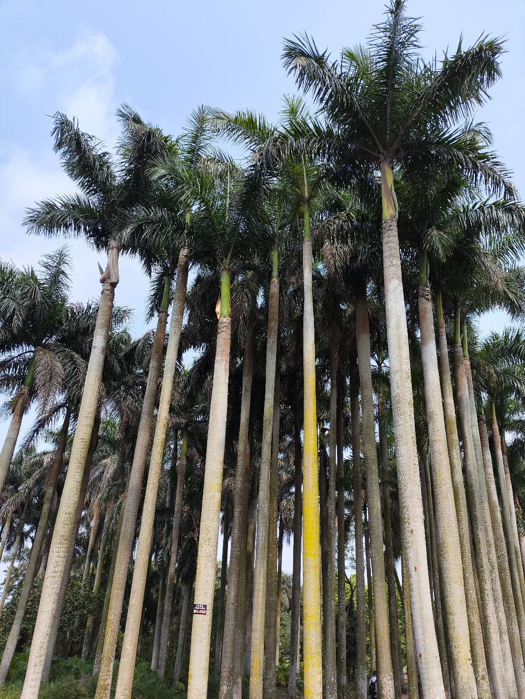 湖光岩风景名胜区旅行图片