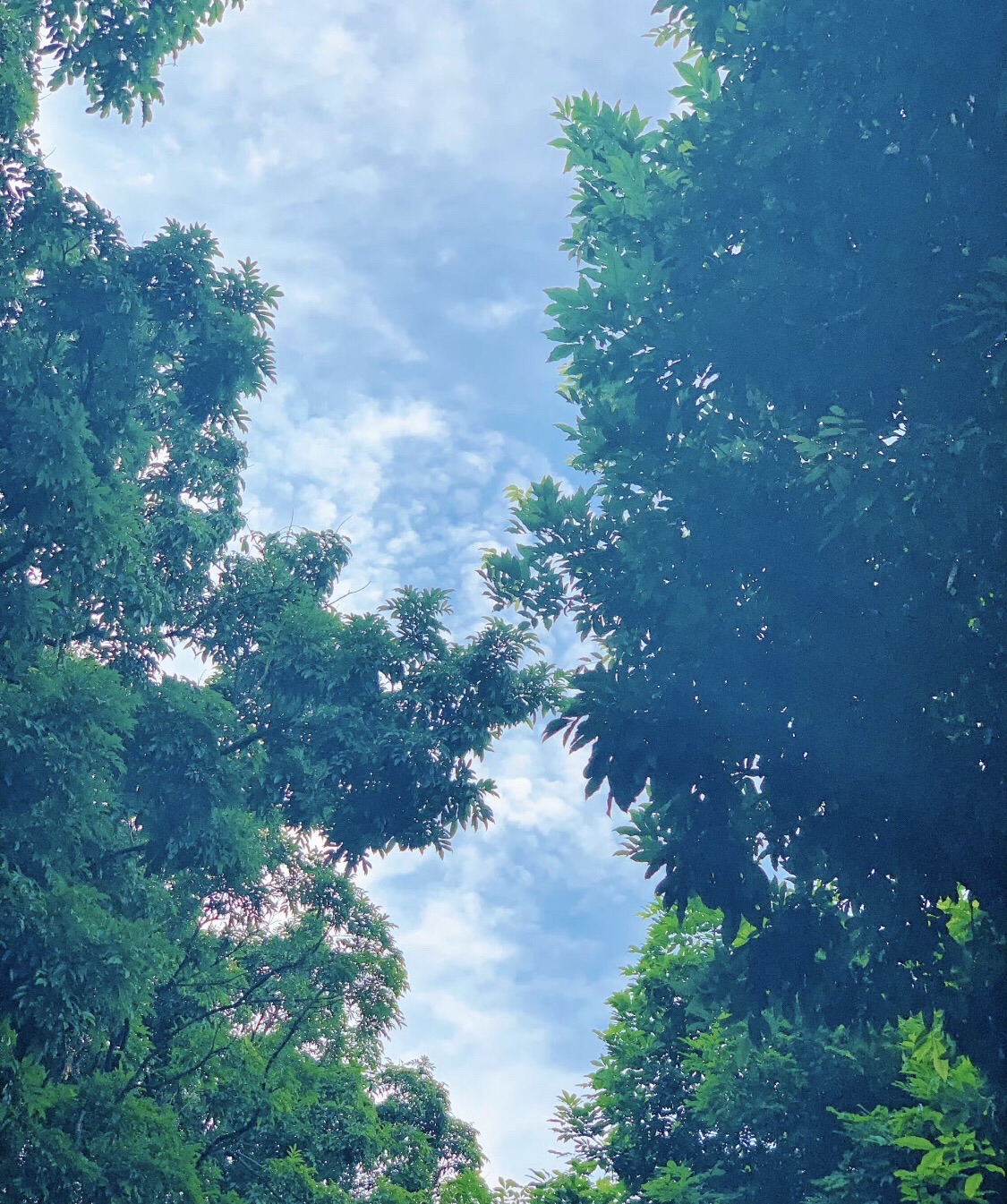 茶山公园