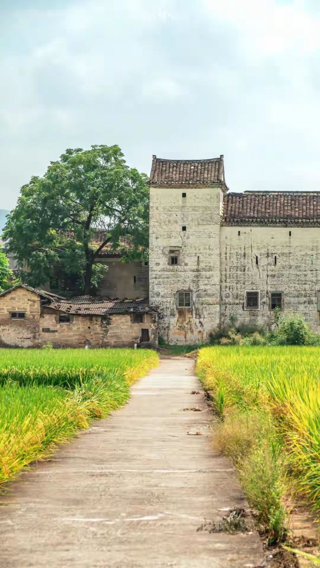 林寨古村落旅行图片