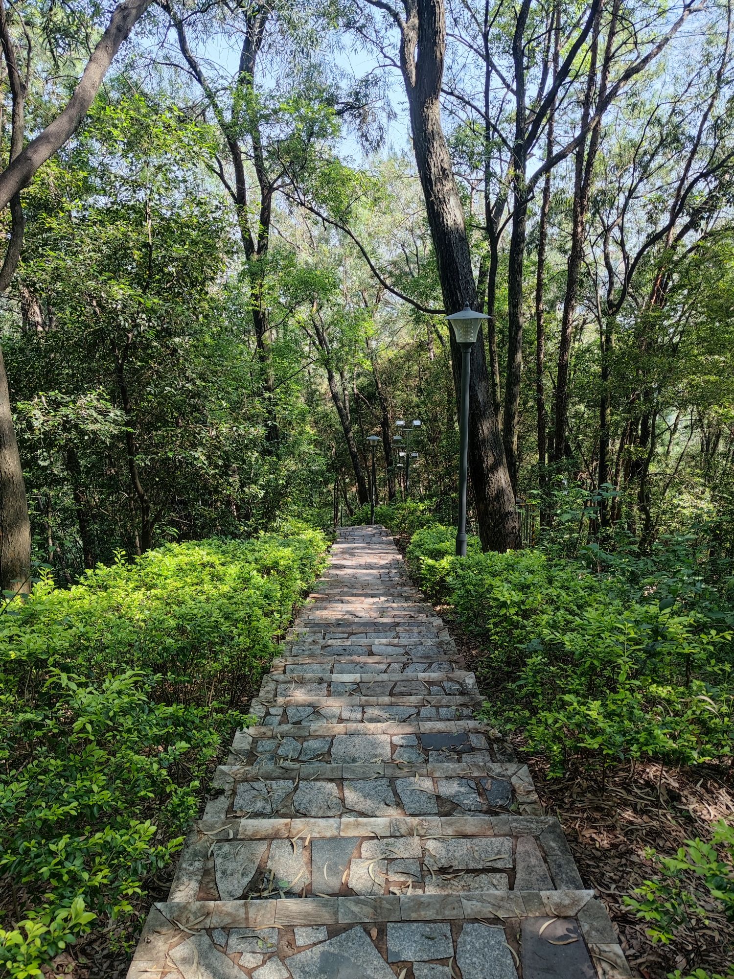 龙山公园旅行图片