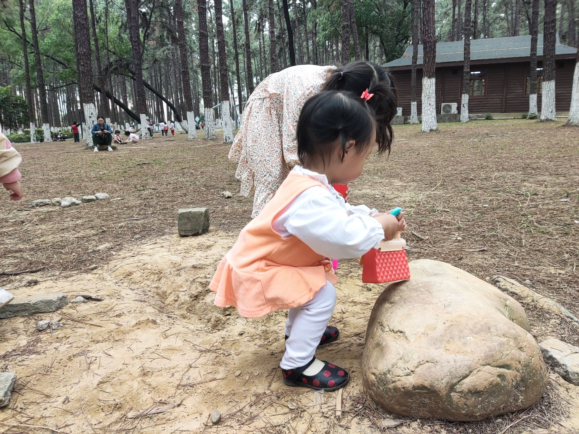 松林公园旅行图片
