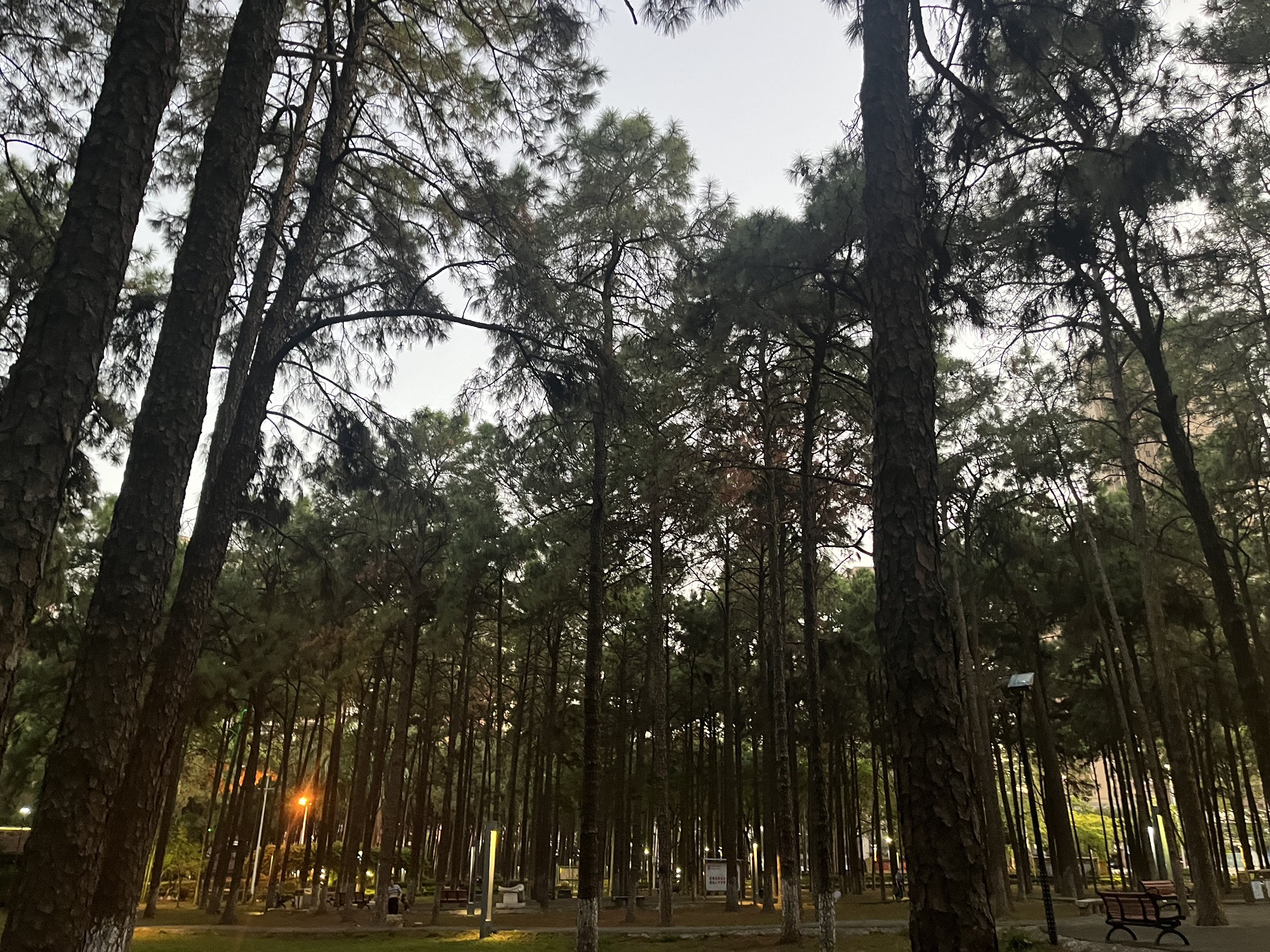 松林公园旅行图片
