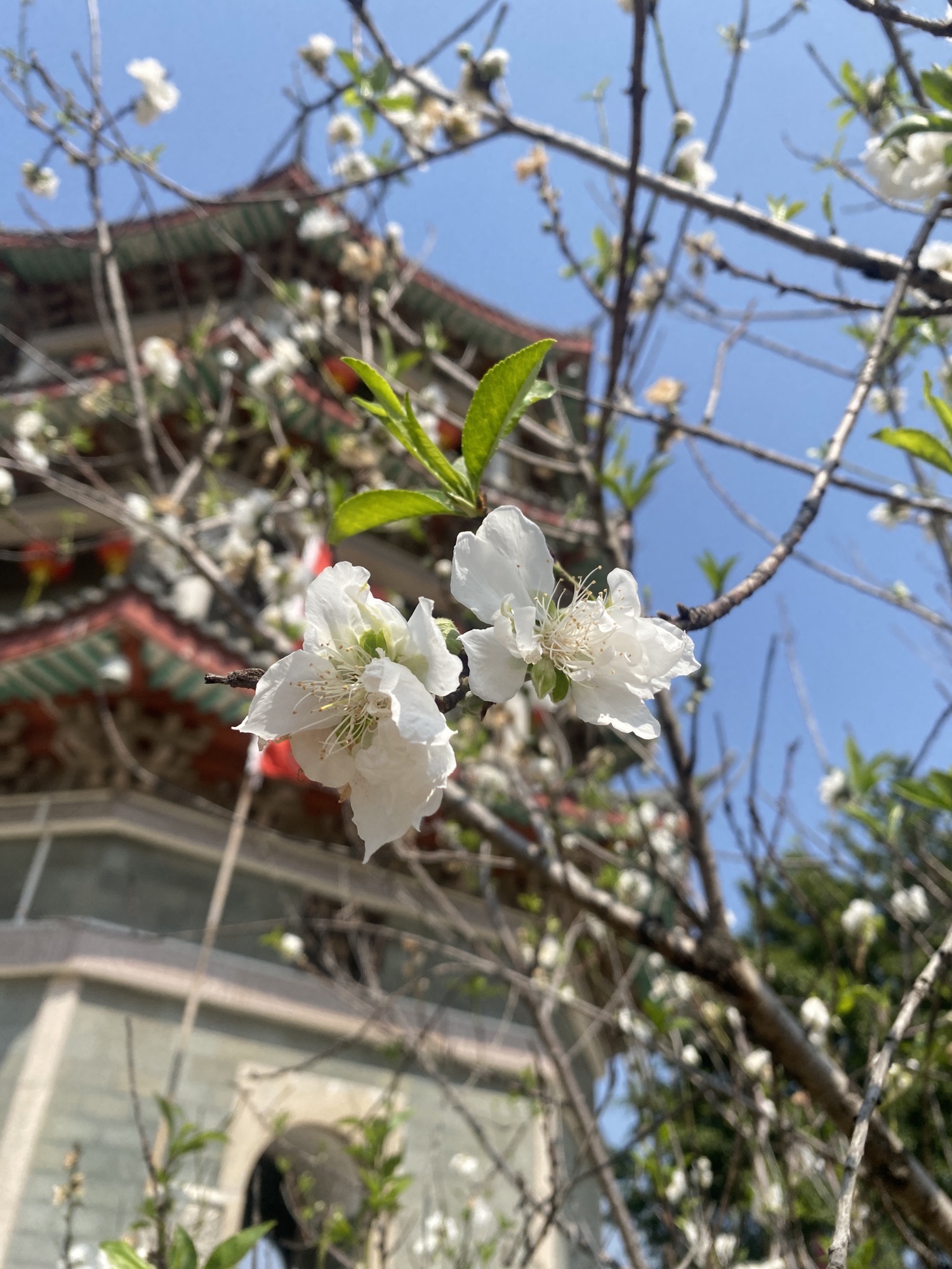 凤凰洲公园