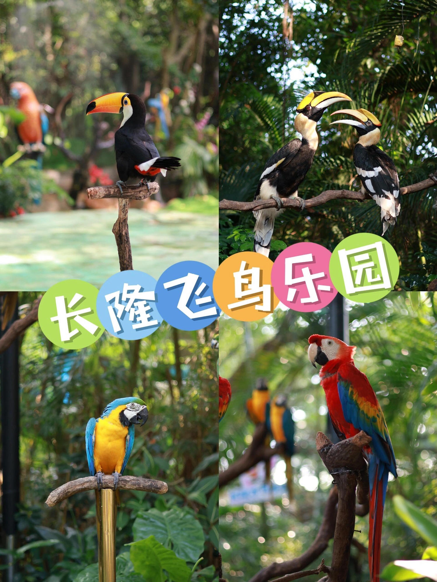 百鸟乐园旅行图片