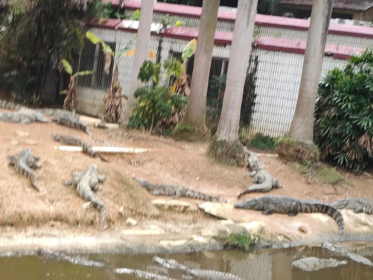 百鸟乐园旅行图片