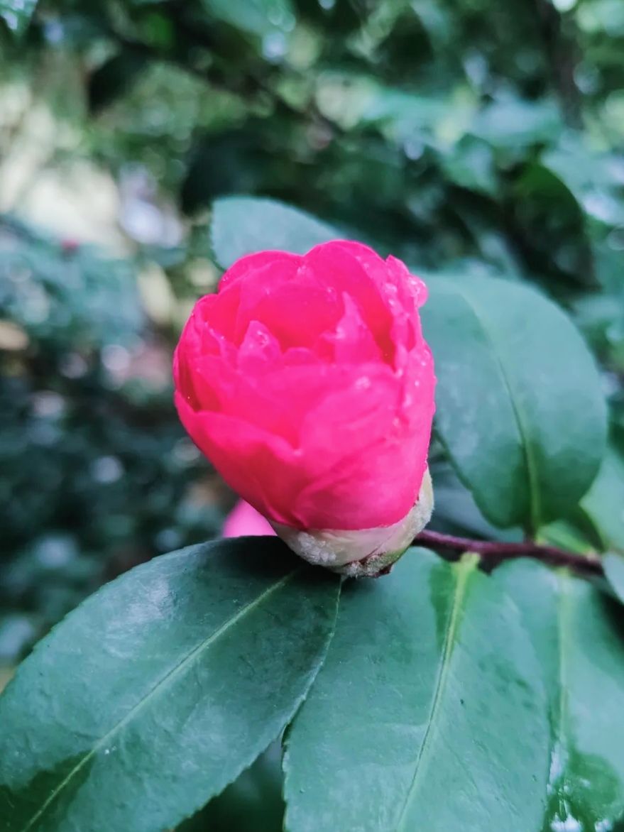 南宁市金花茶公园