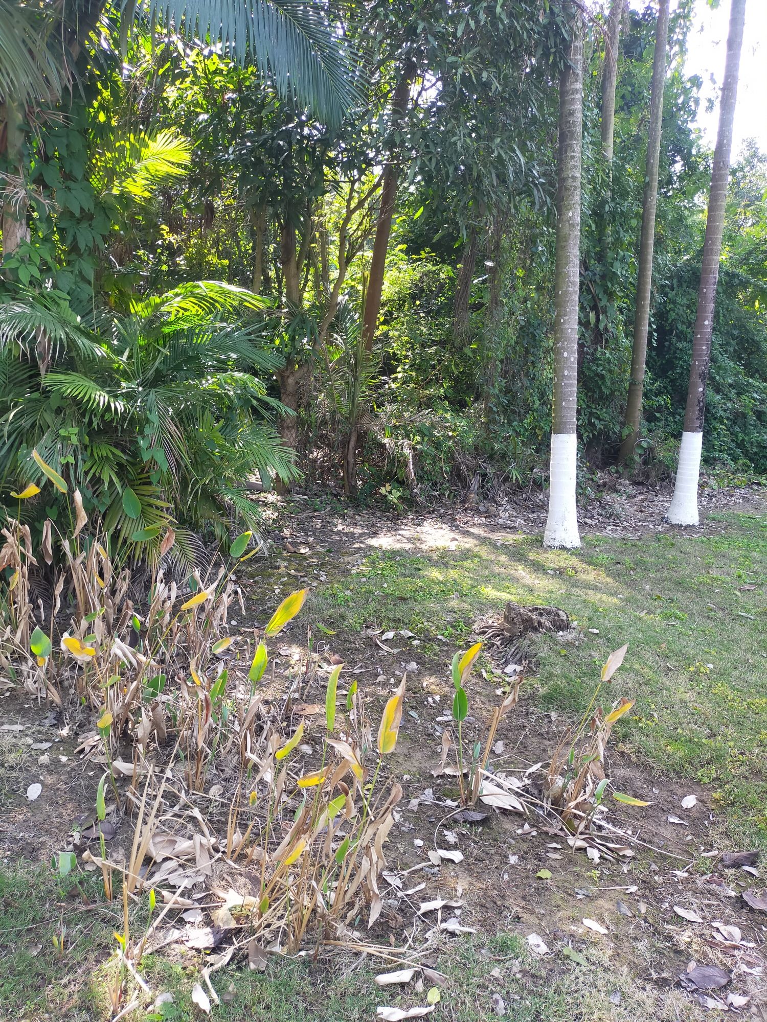 广西壮族自治区药用植物园旅行图片