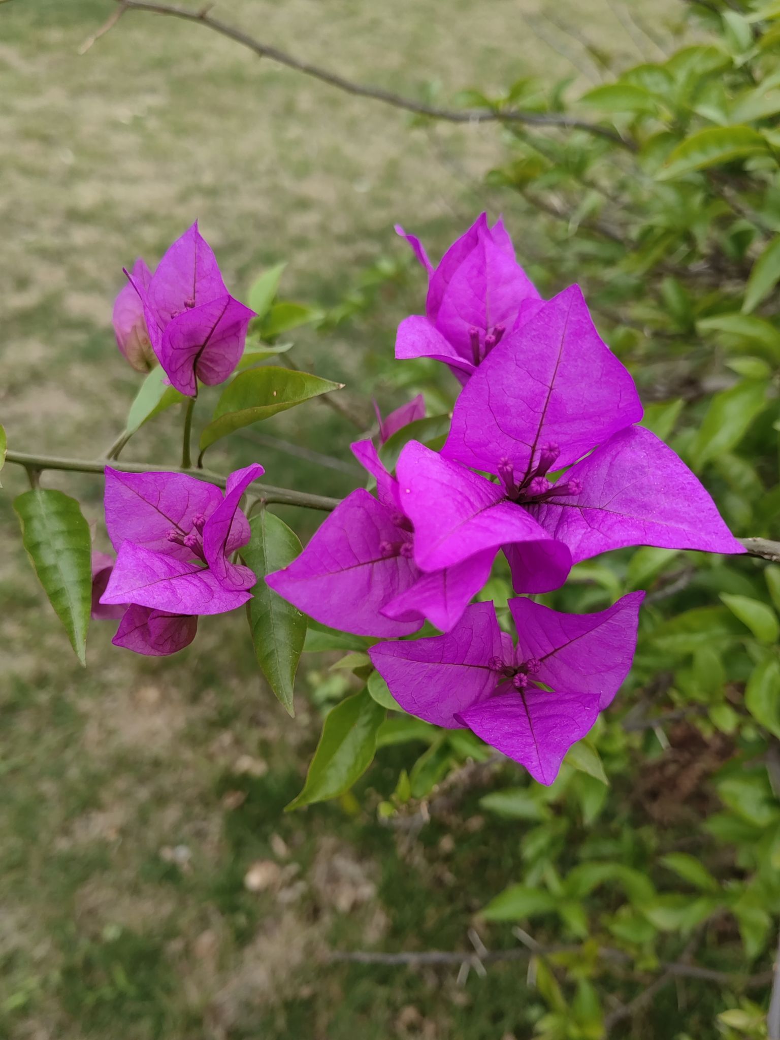 广西壮族自治区药用植物园旅行图片