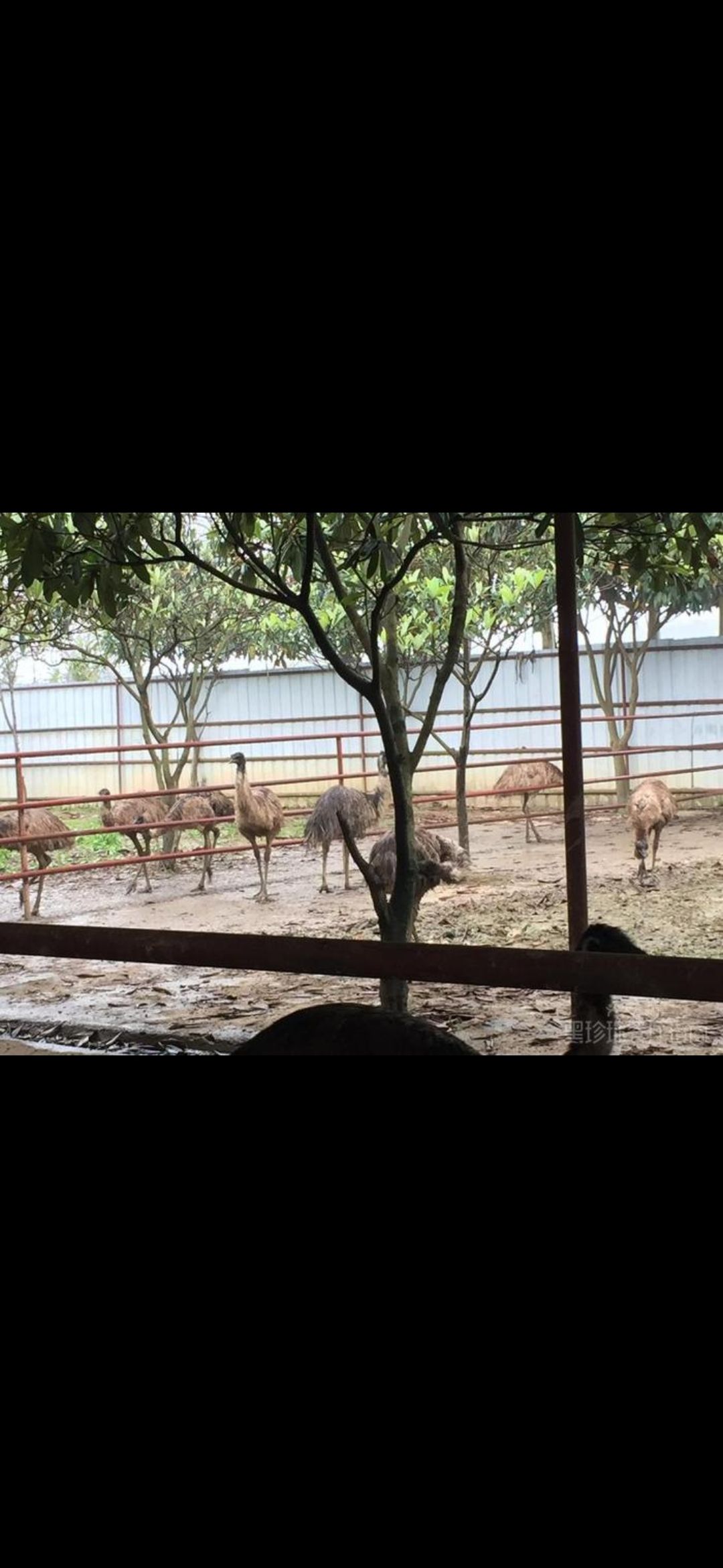 金瑞鸵鸟生态园