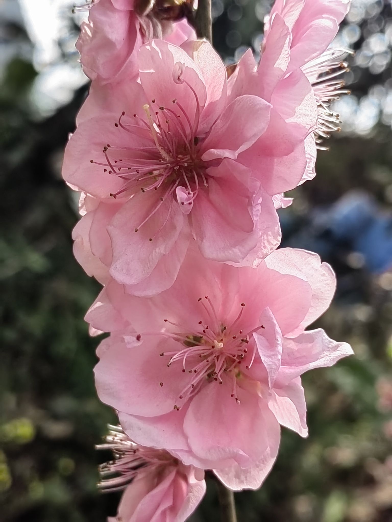 桃花村