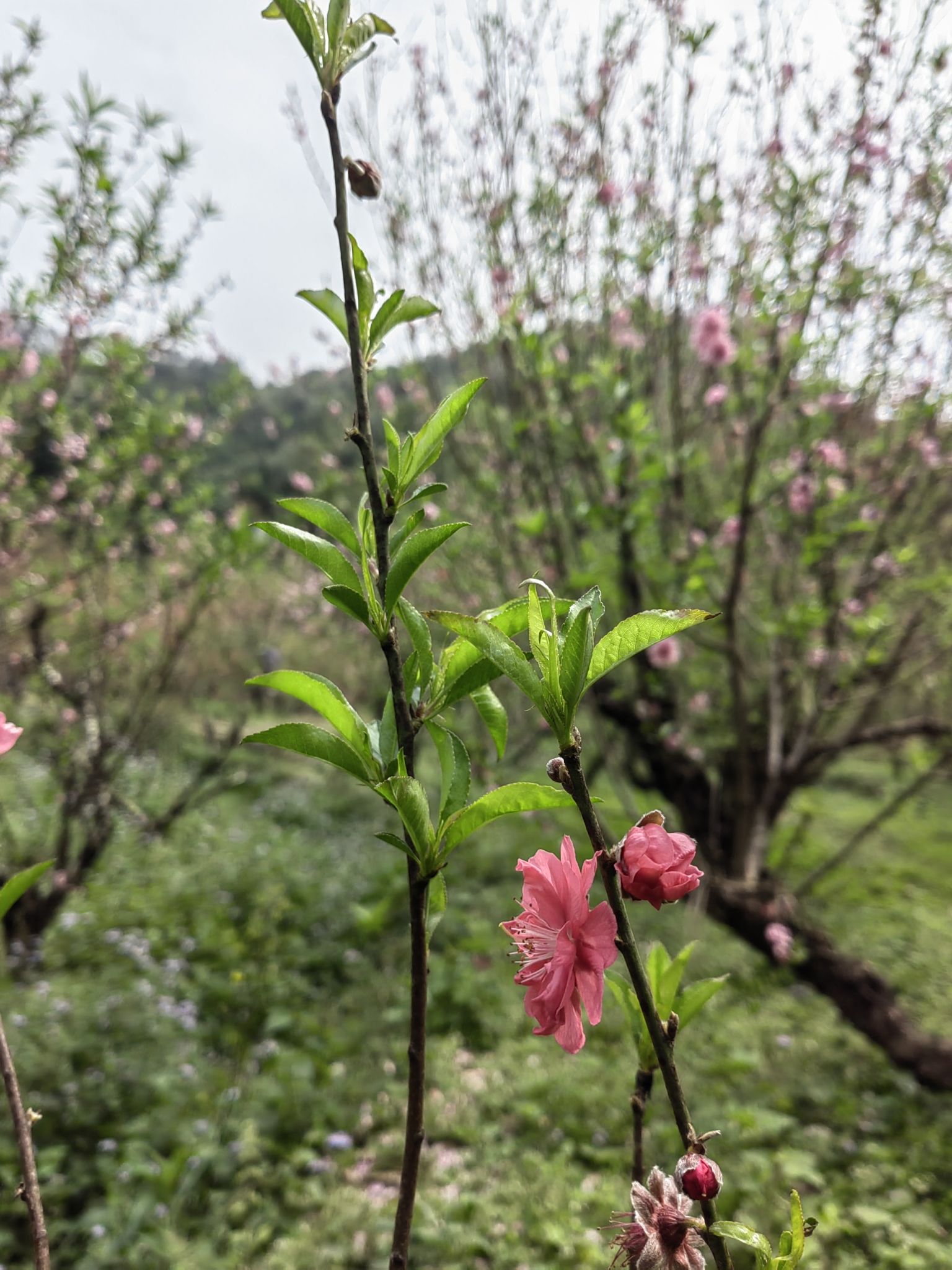 桃花村旅行图片