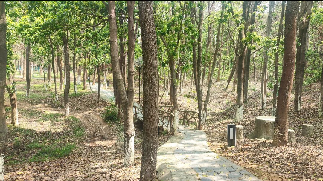象山森林公园旅行图片