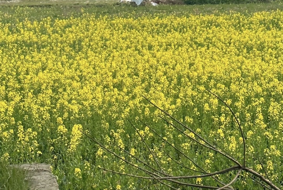 江西南矶山自然保护区旅行图片