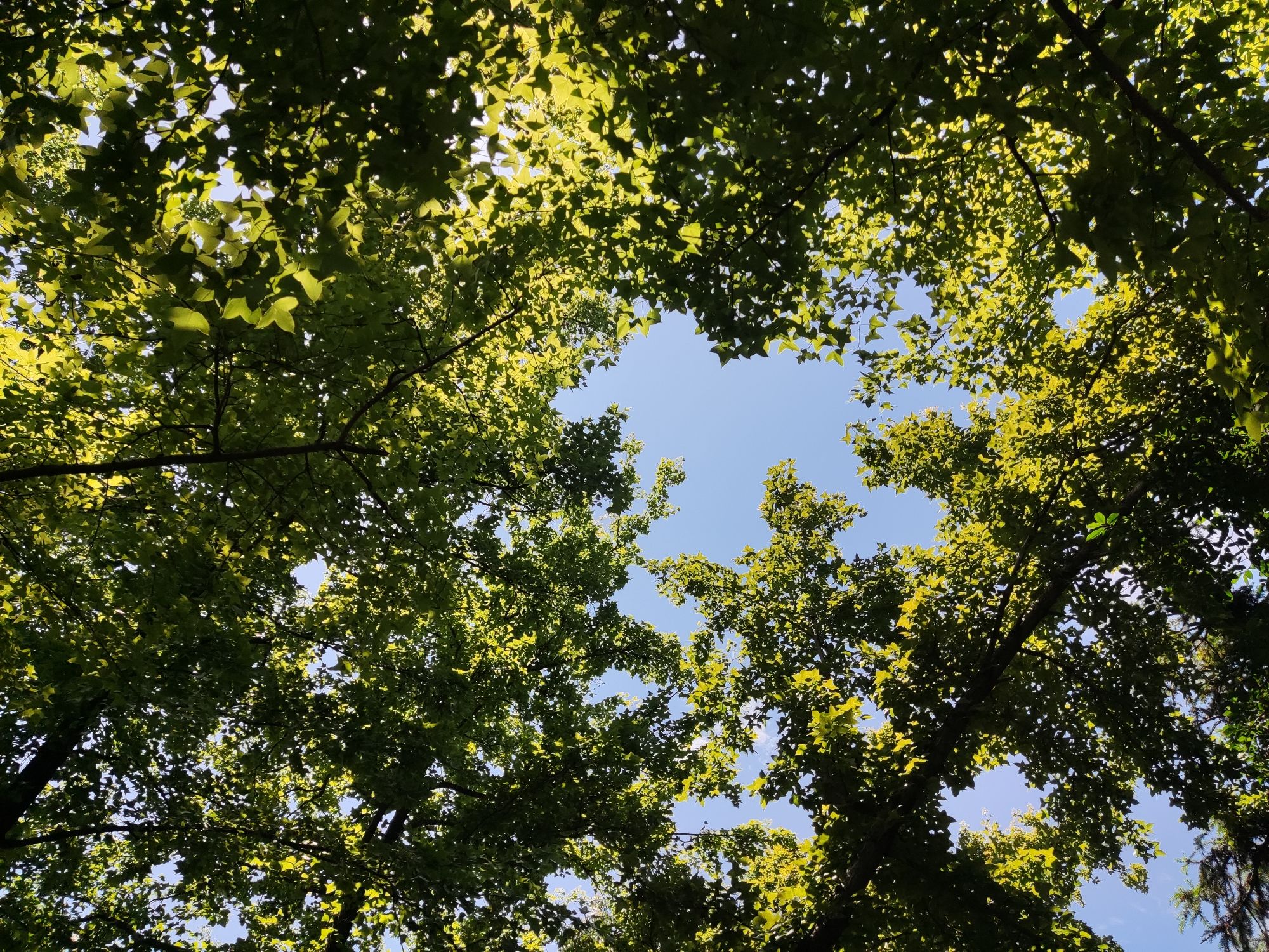 云碧峰国家森林公园