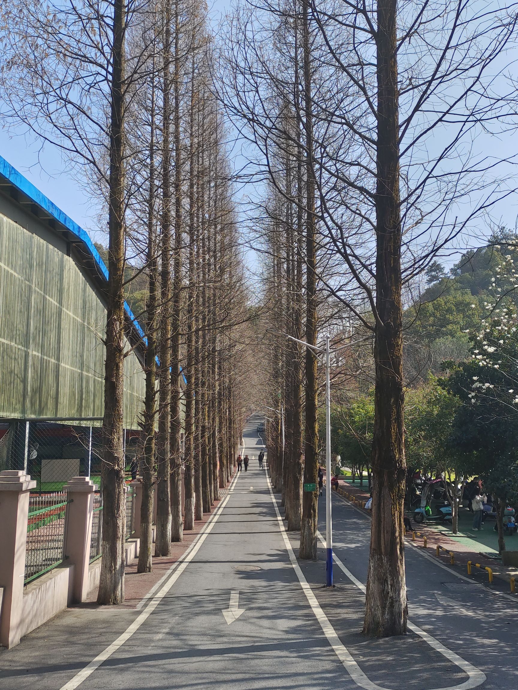 化成岩森林公园旅行图片