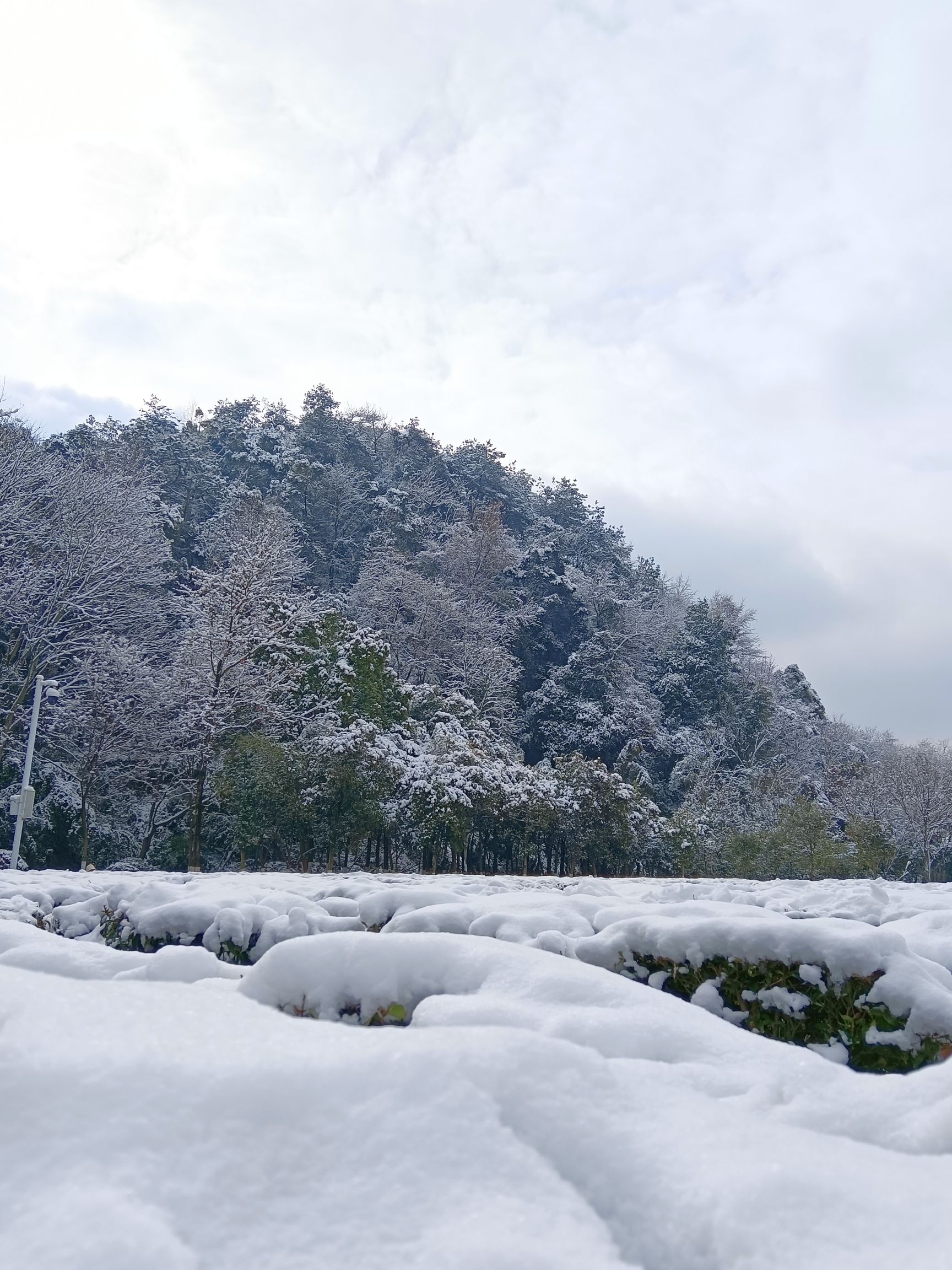 化成岩森林公园旅行图片