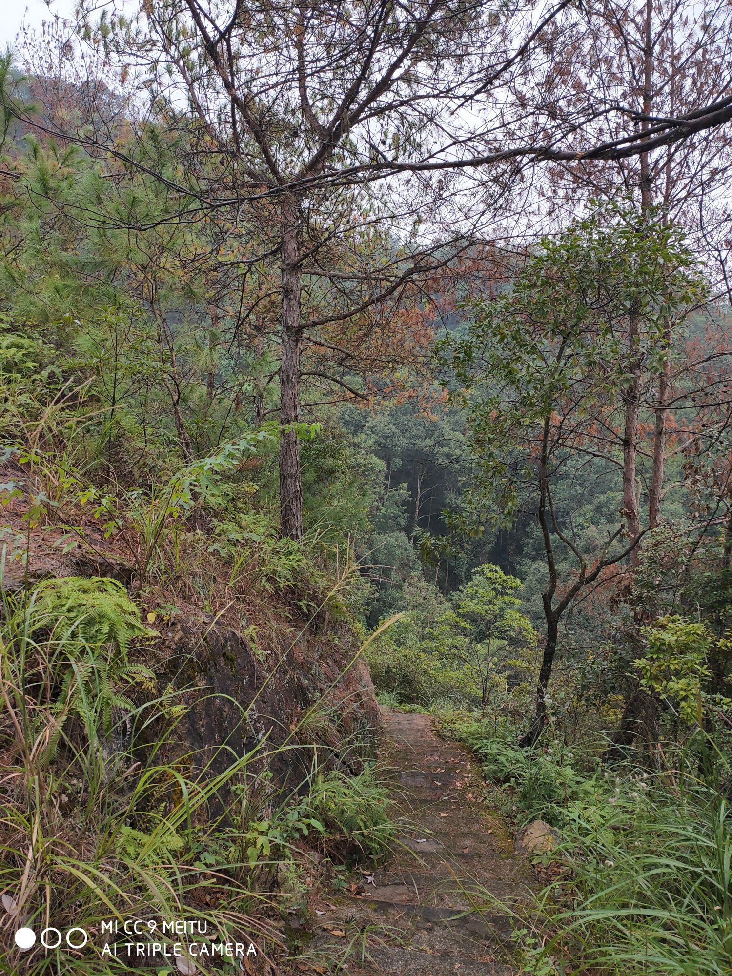 莲花岩旅行图片