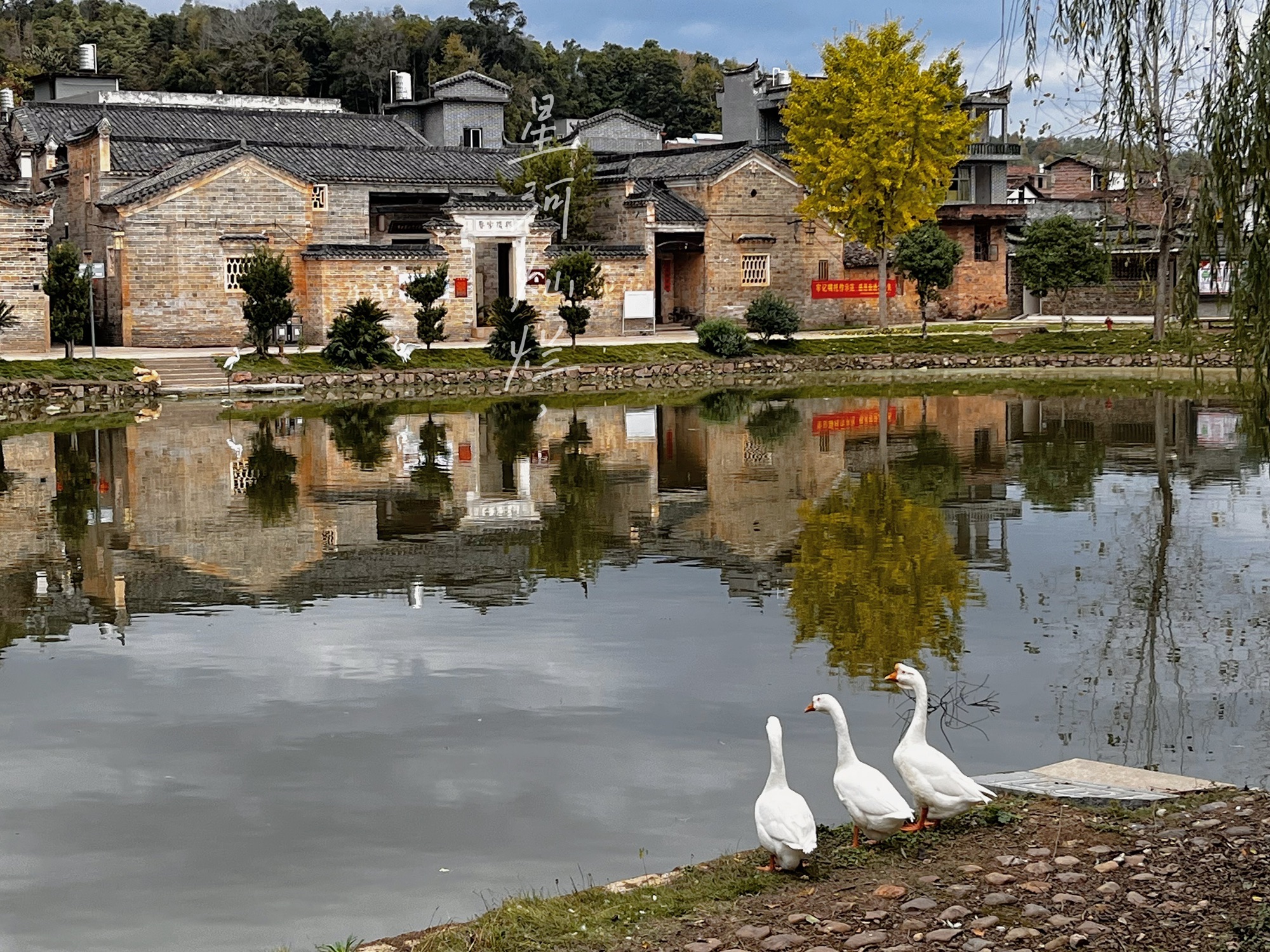 白鹭古村旅行图片