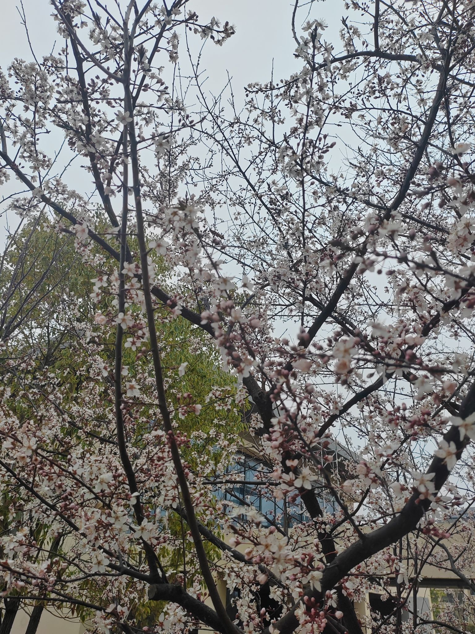 天宝公园旅行图片