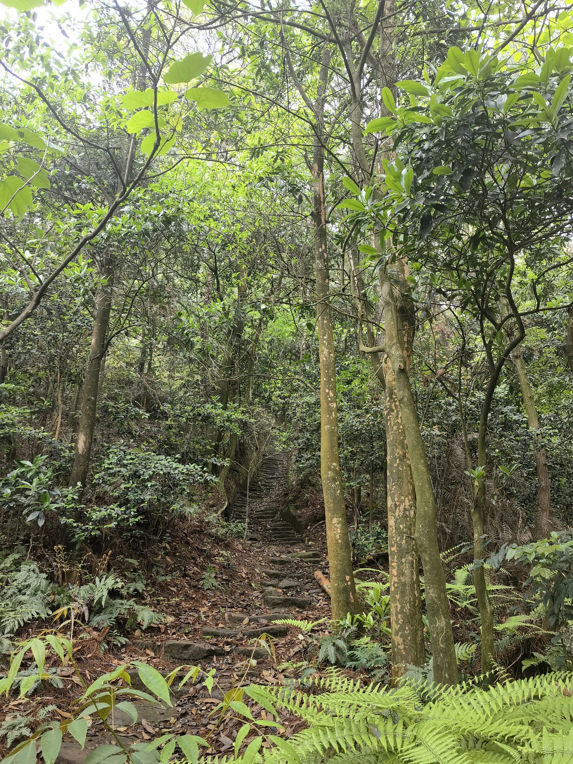 四川省高石梯森林公园