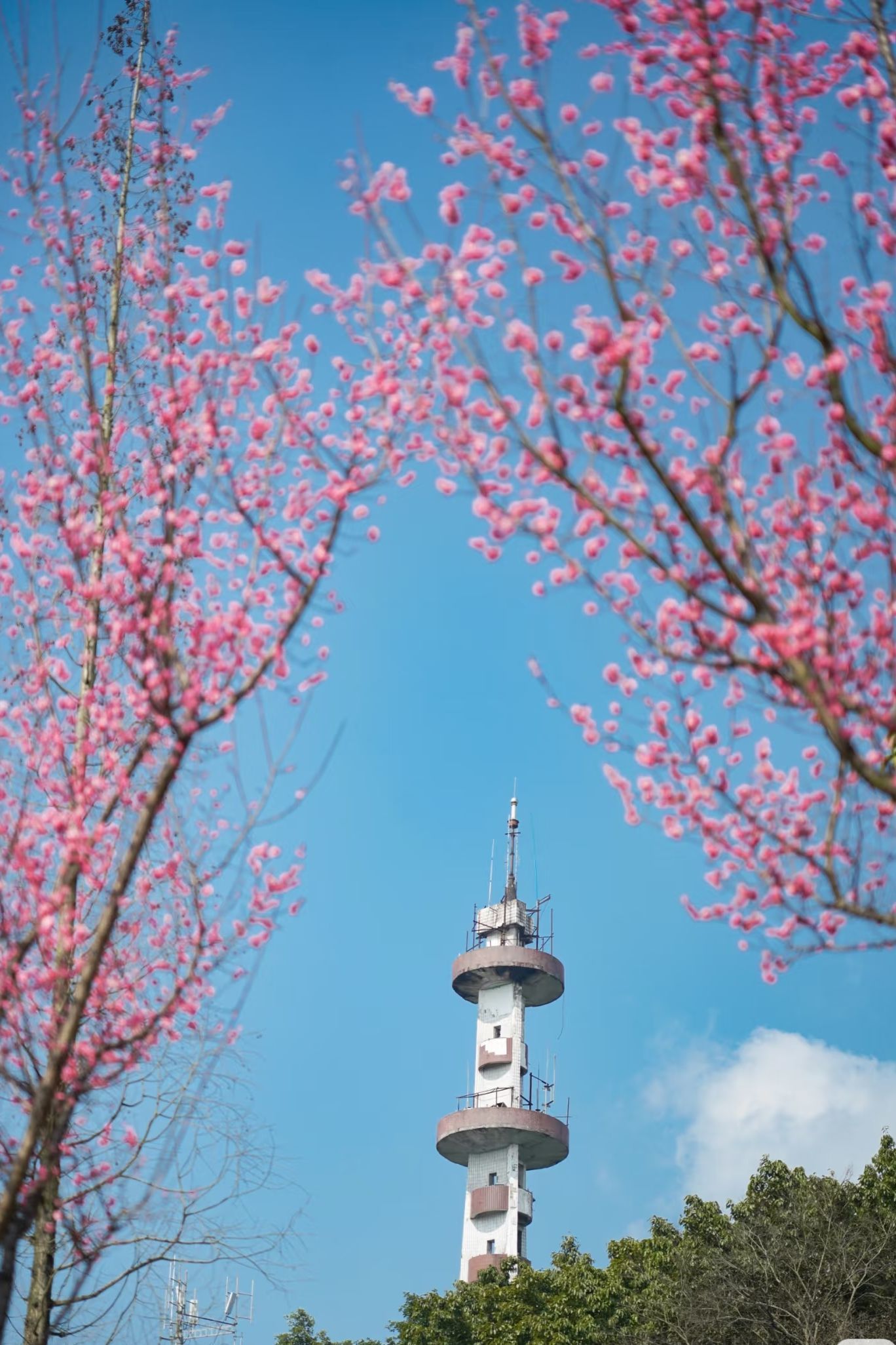 盐都植物园