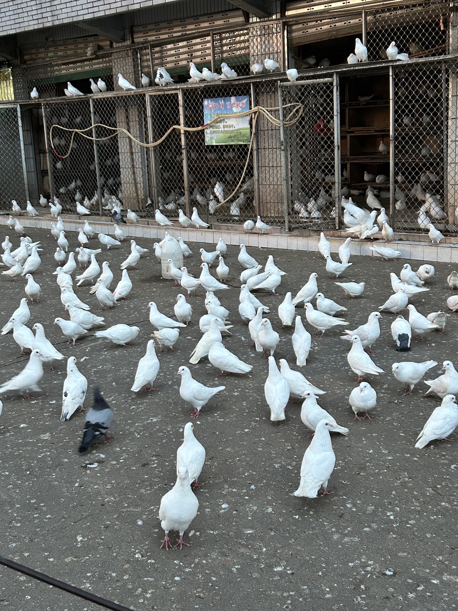 绵阳市人民公园旅行图片