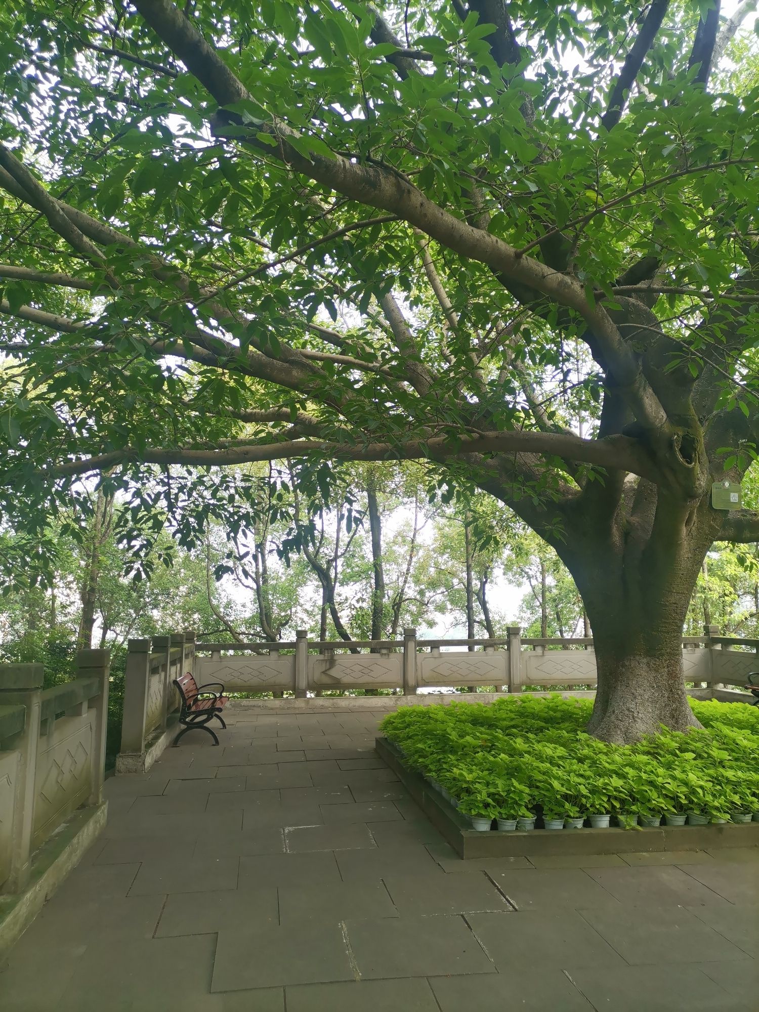 南山公园旅行图片