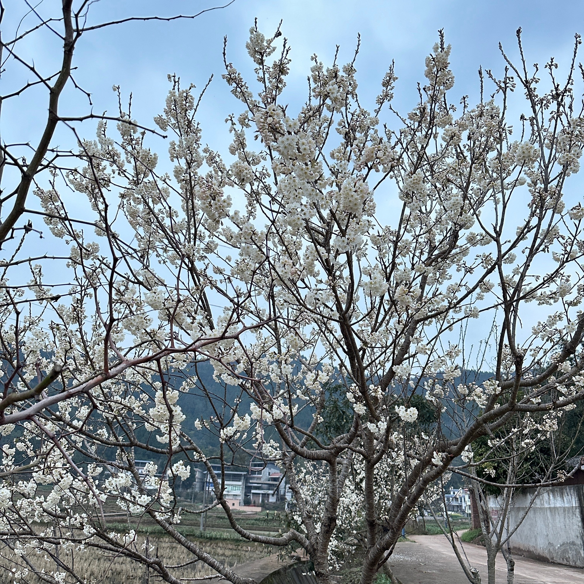 八尔湖旅游度假区旅行图片