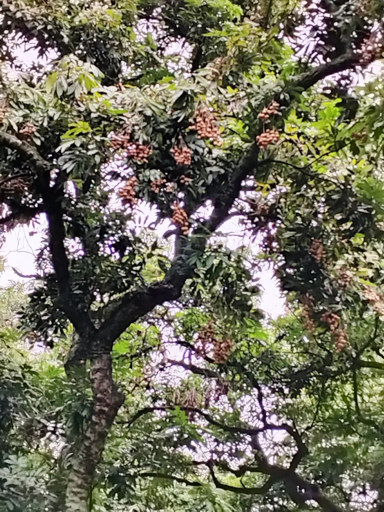 张坝桂圆林公园