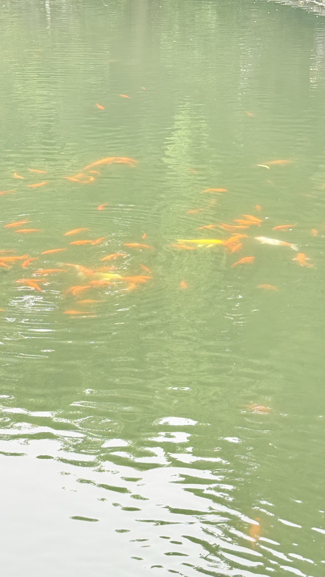 忠山公园旅行图片