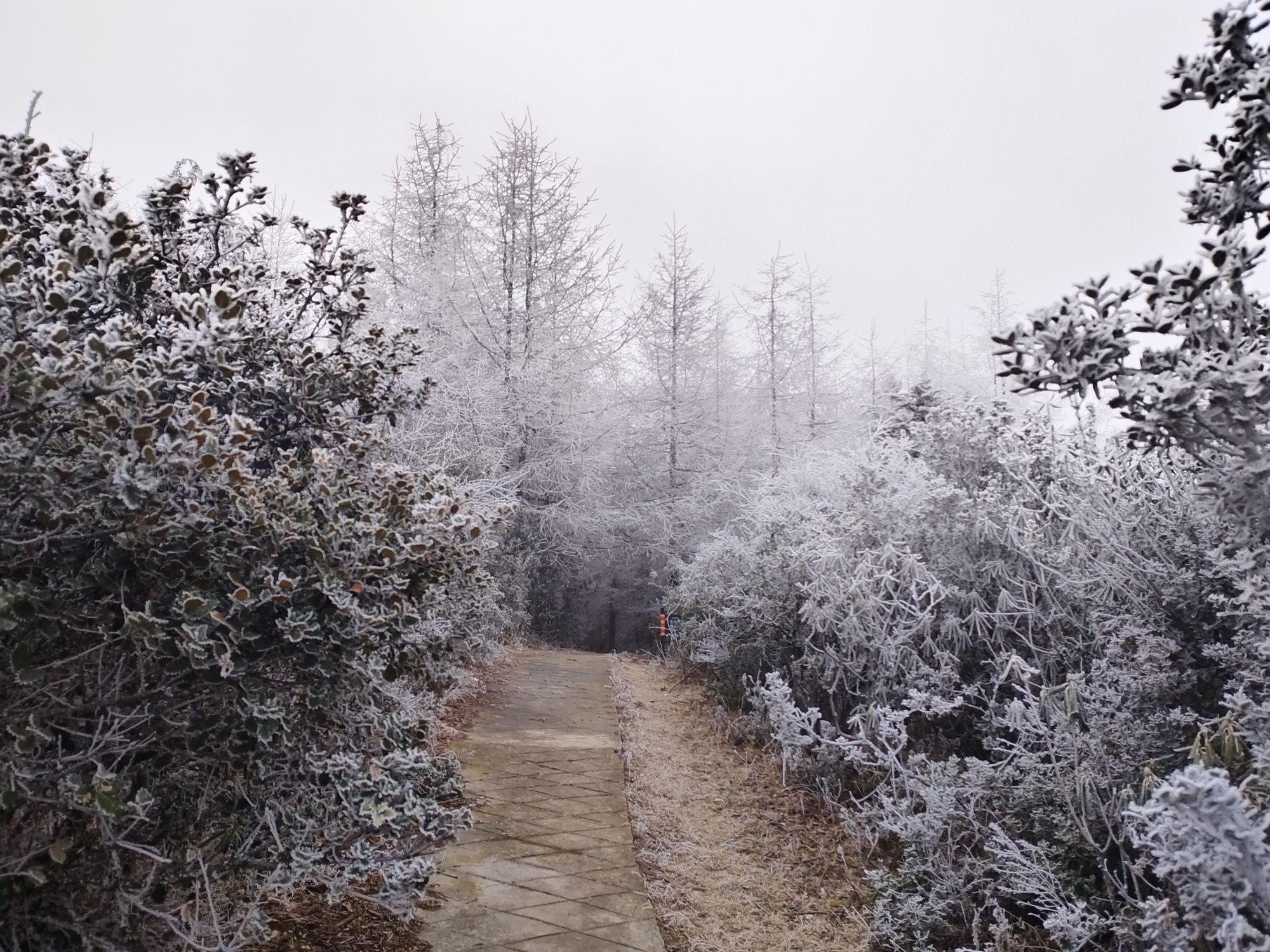 十万亩索玛花波洛景区
